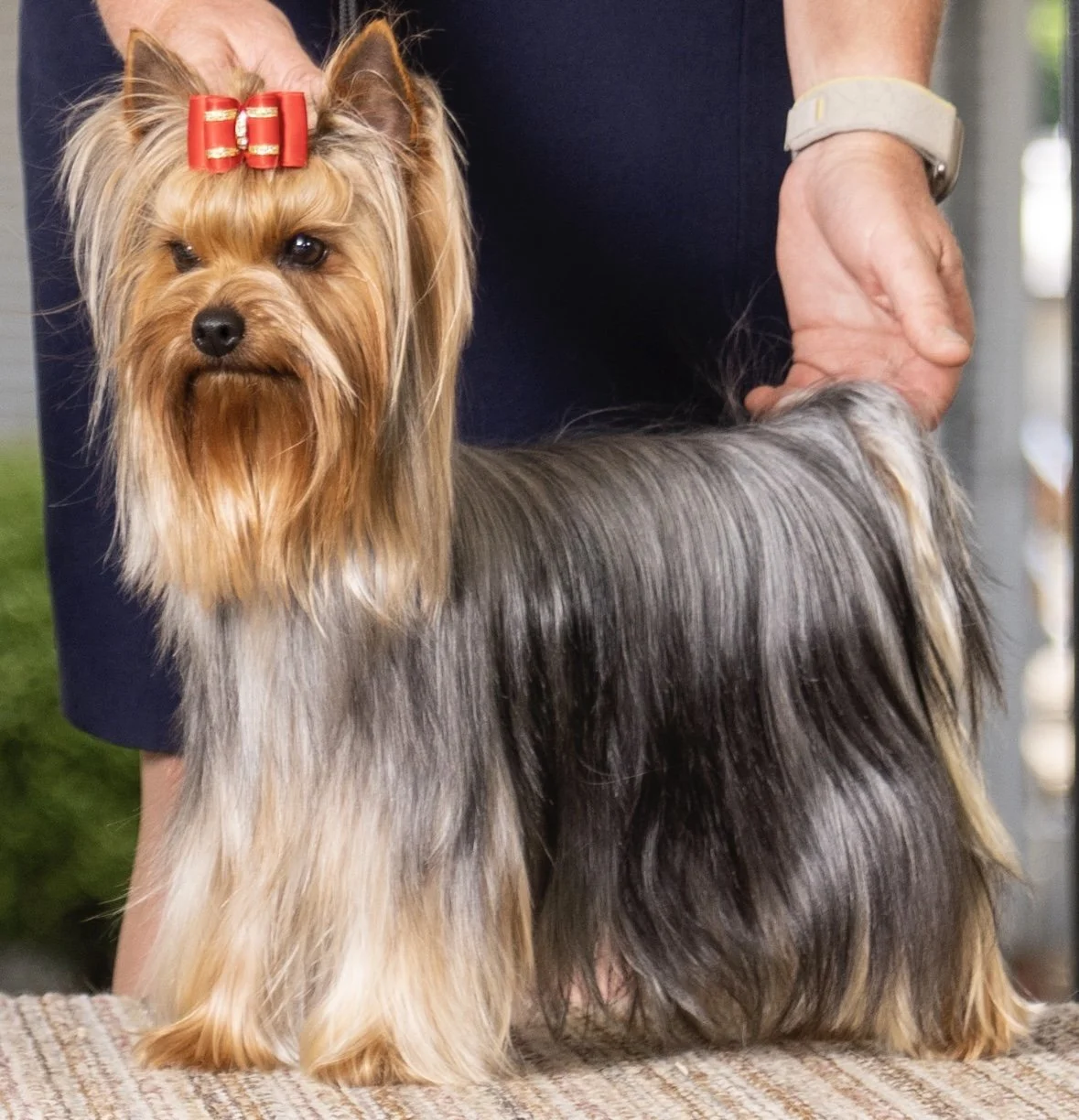 AKC champion Yorkshire Terrier dam stacked in show pose with correct blue and gold coat and balanced structure