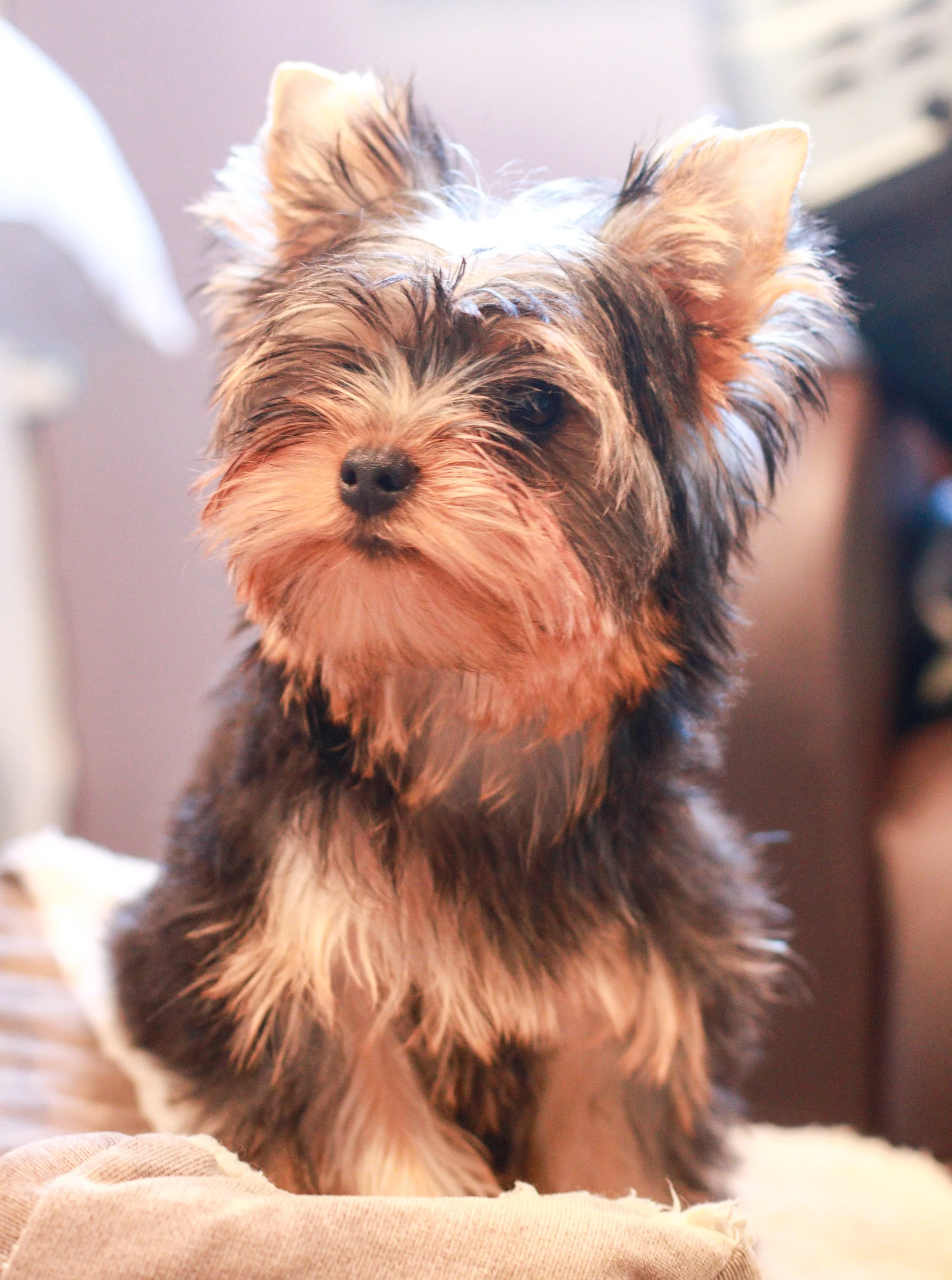 orkshire Terrier puppy featured on Essence of Grace Yorkies’ premium training services page