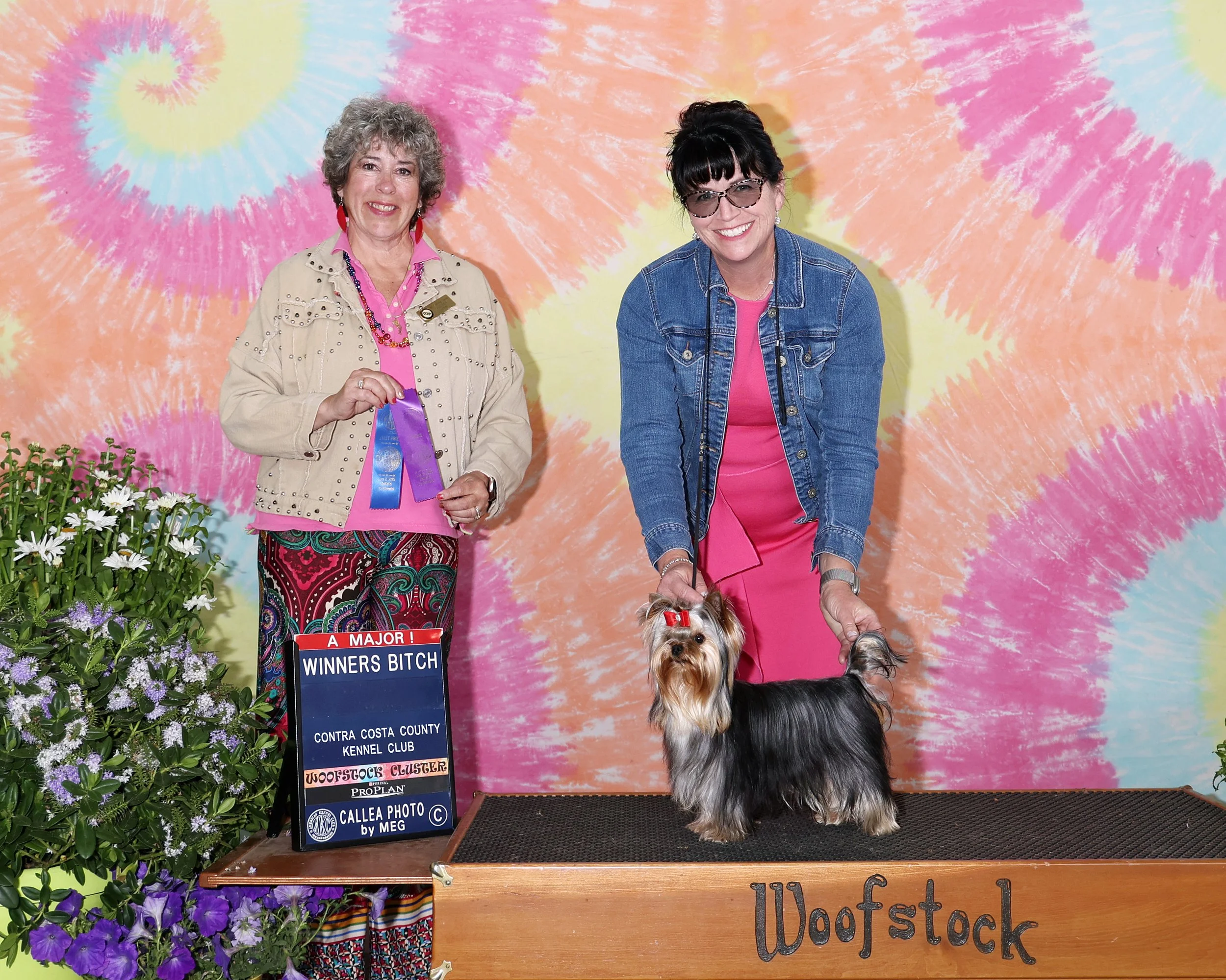 Essence of Grace Lucy In the Sky With Diamonds, young AKC Yorkshire Terrier female showing correct topline and coat