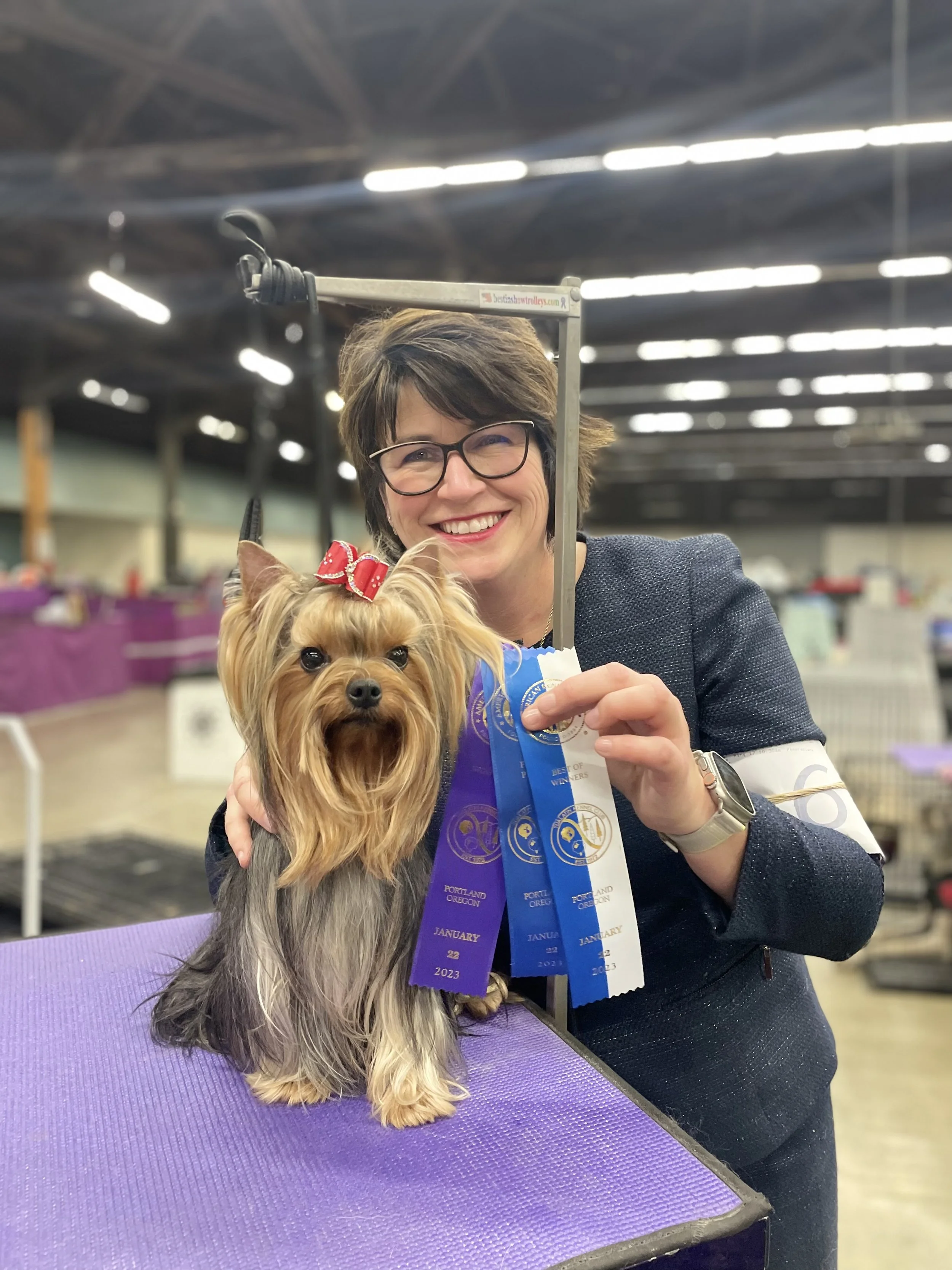 AKC Champion Yorkshire Terrier dam Sasha stacked in show pose displaying rich steel blue and tan coat