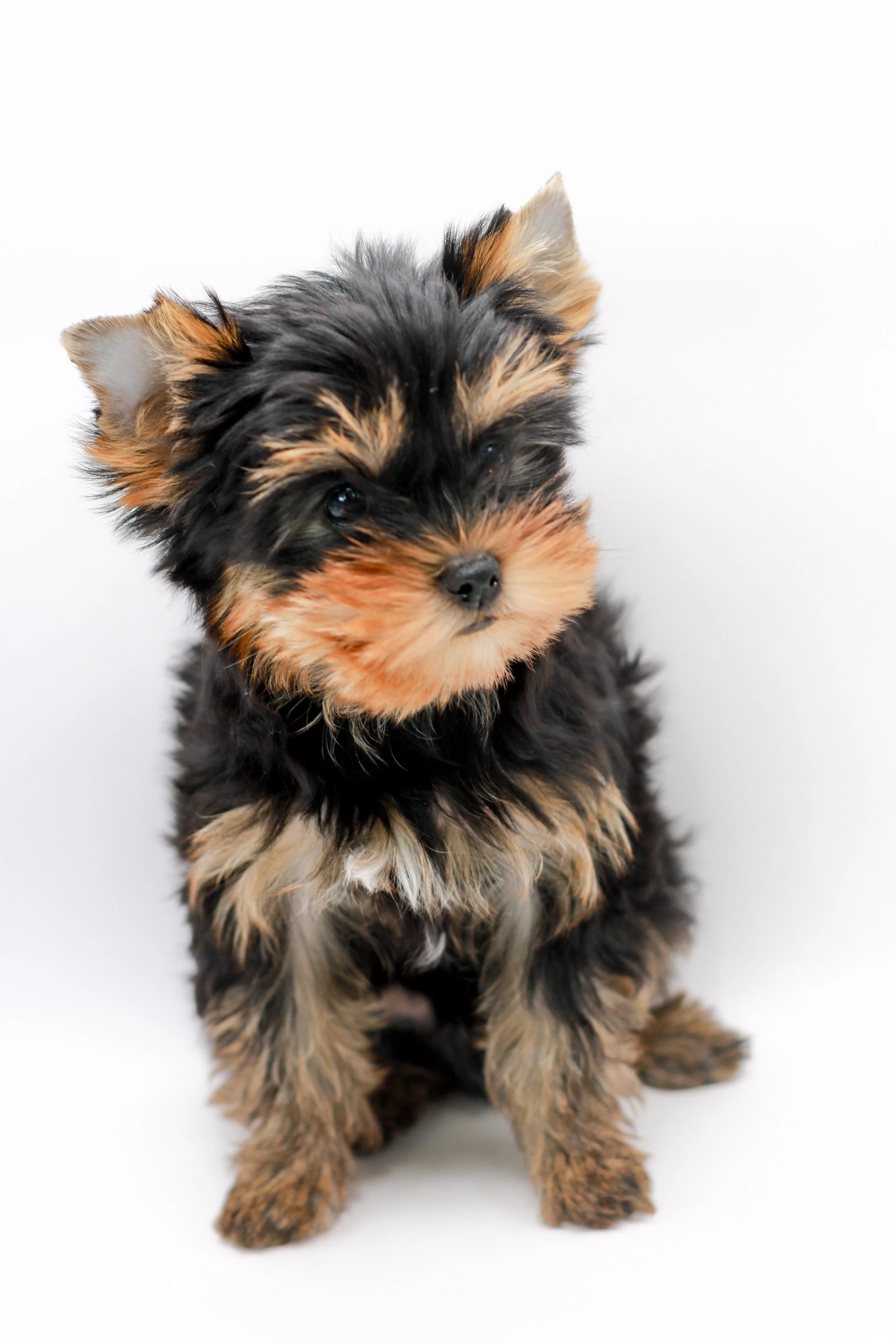 Yorkshire Terrier puppy representing why families choose Essence of Grace Yorkies, a home-raised breeding program in Southern California