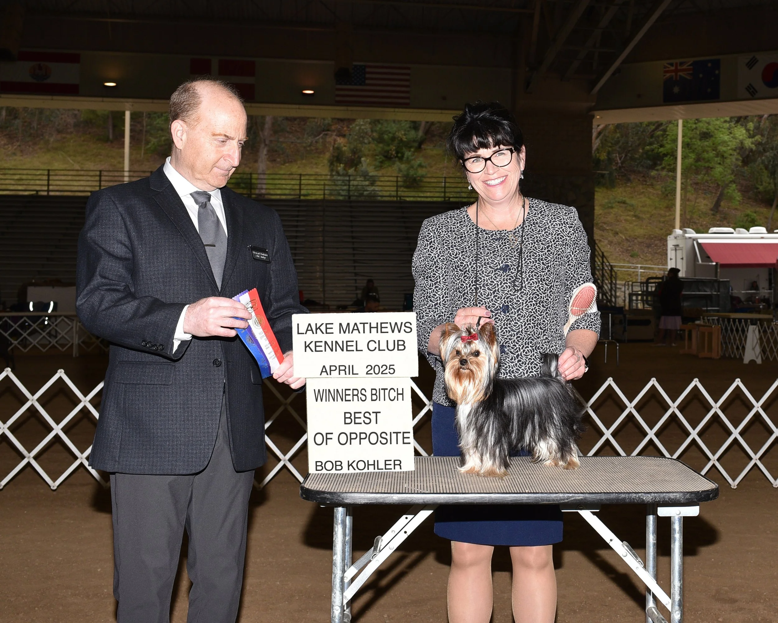 Lucy, a young AKC Yorkshire Terrier show prospect, competing at a kennel club event as part of the Essence of Grace Yorkies breeding program