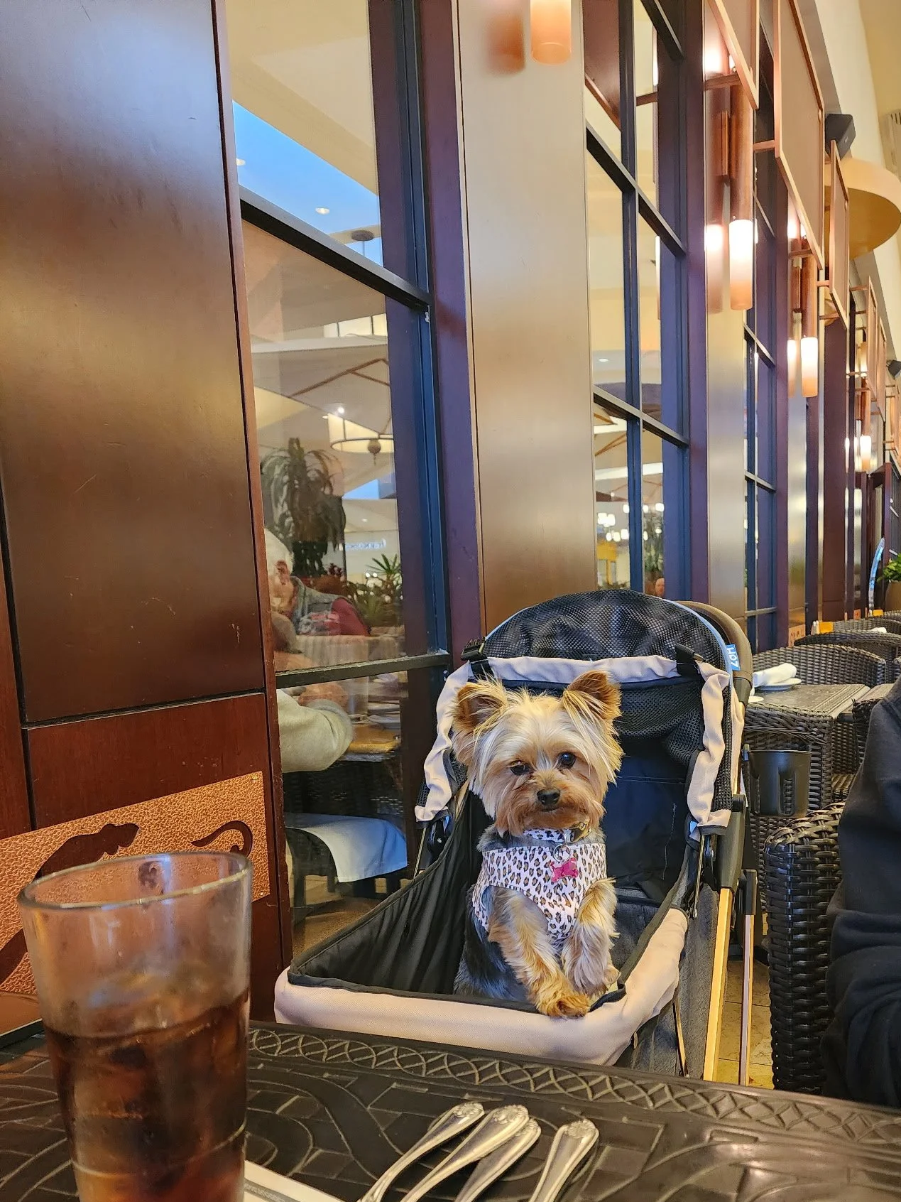 Adult Yorkshire Terrier enjoying a calm, social lifestyle with owner