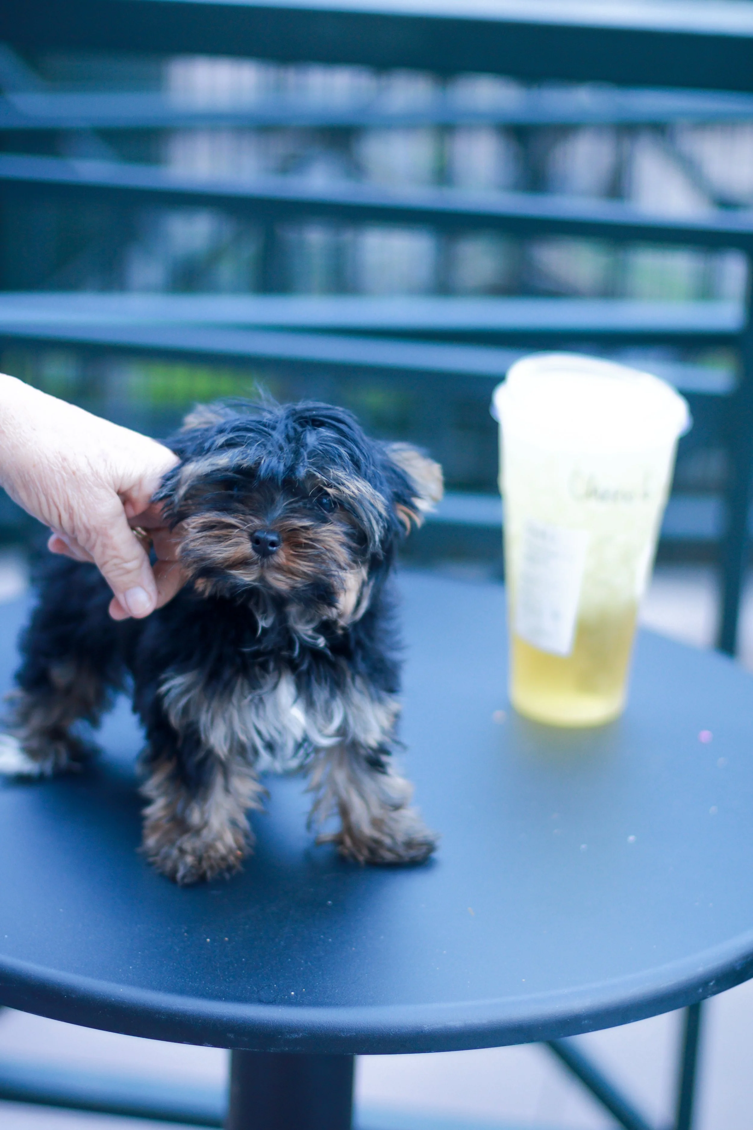 Precious Girl, available Yorkshire Terrier puppy raised in-home at Essence of Grace Yorkies in Southern California.