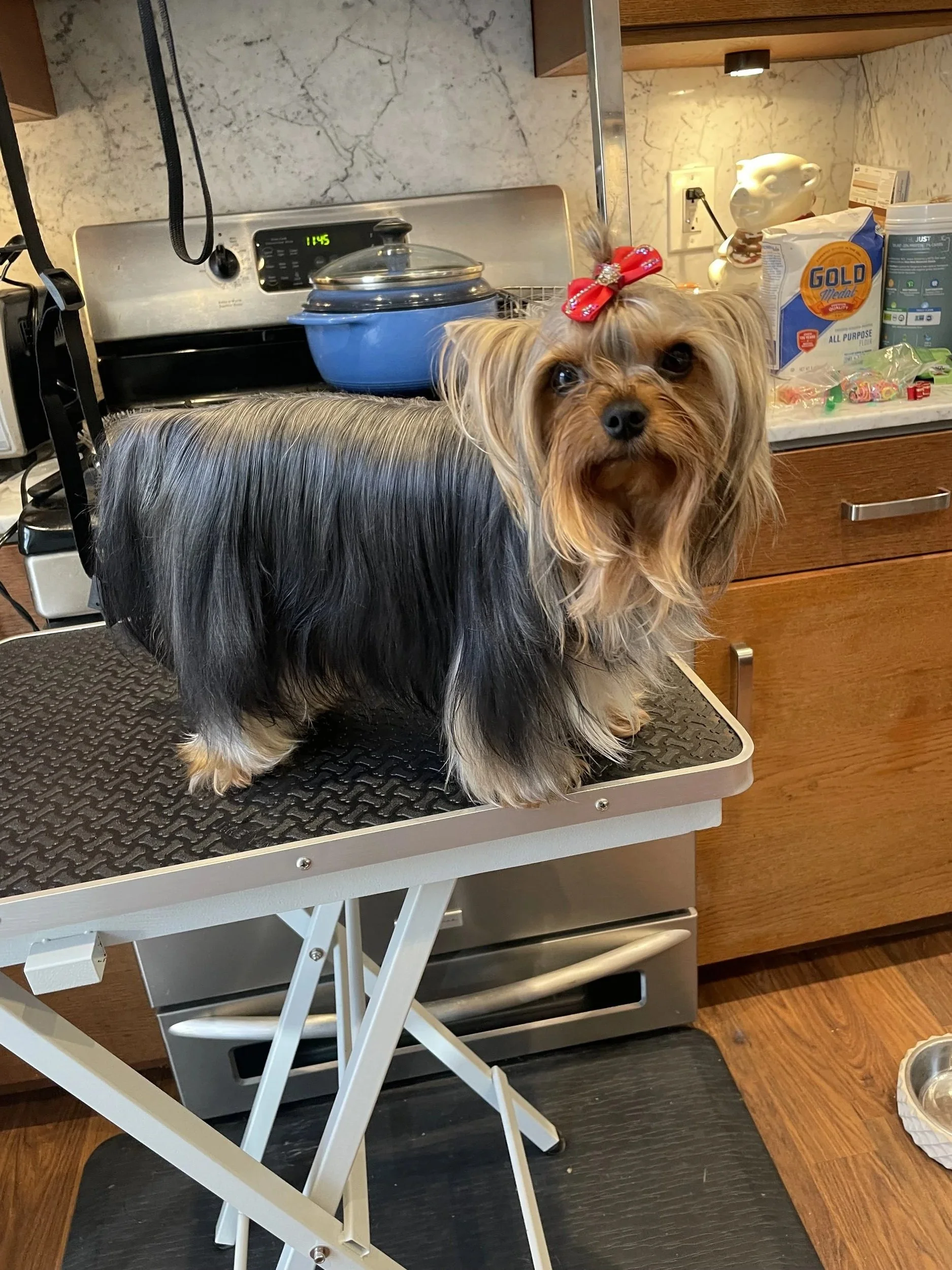 AKC Champion Yorkshire Terrier Sasha during grooming, well-maintained adult coat