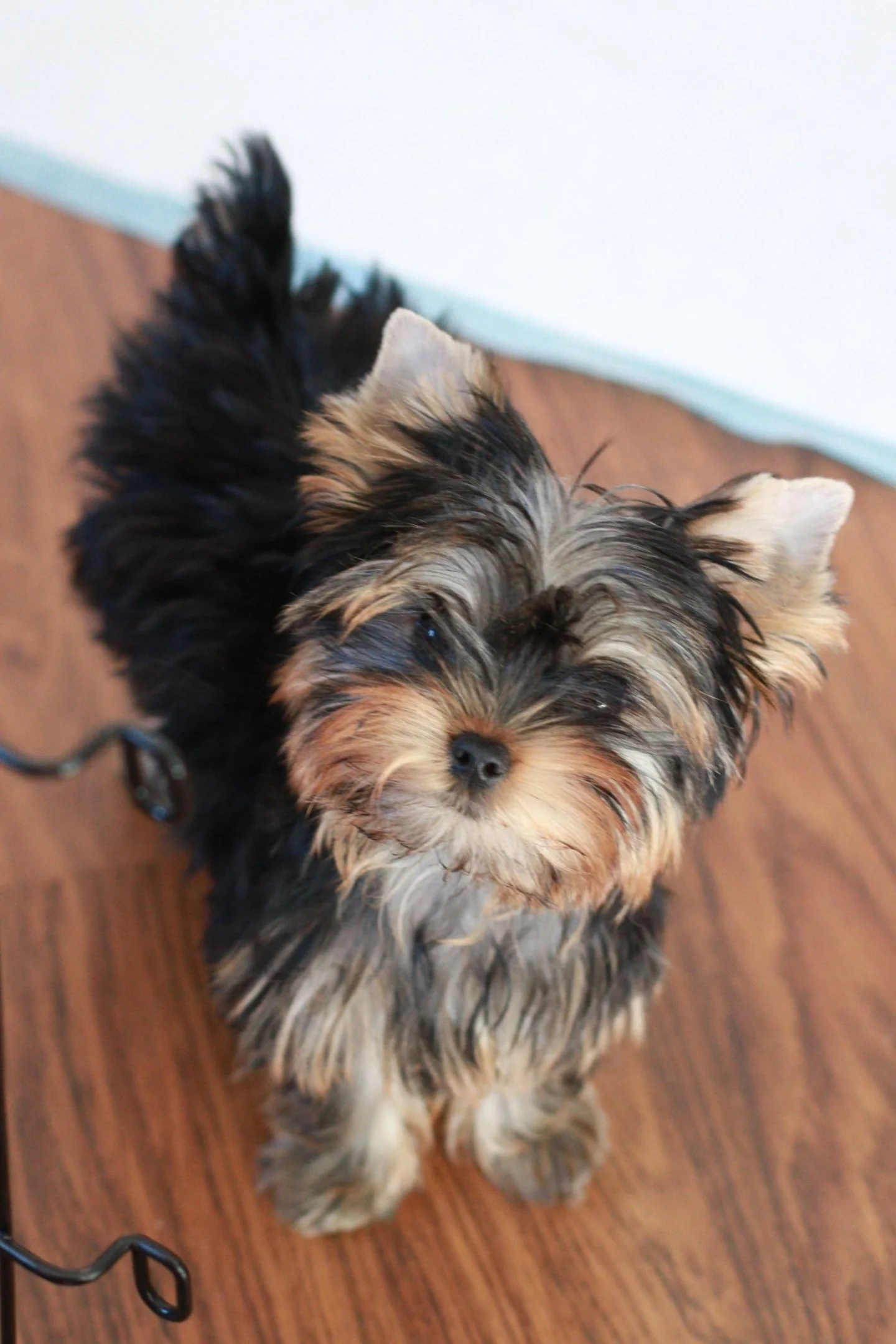 AKC Yorkshire Terrier puppy from champion bloodlines raised in home by Essence of Grace Yorkies in Southern California