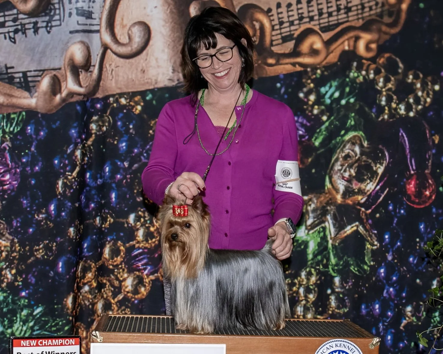 AKC champion female Yorkshire Terrier dam shown in conformation, foundation breeding female at Essence of Grace Yorkies in Southern California