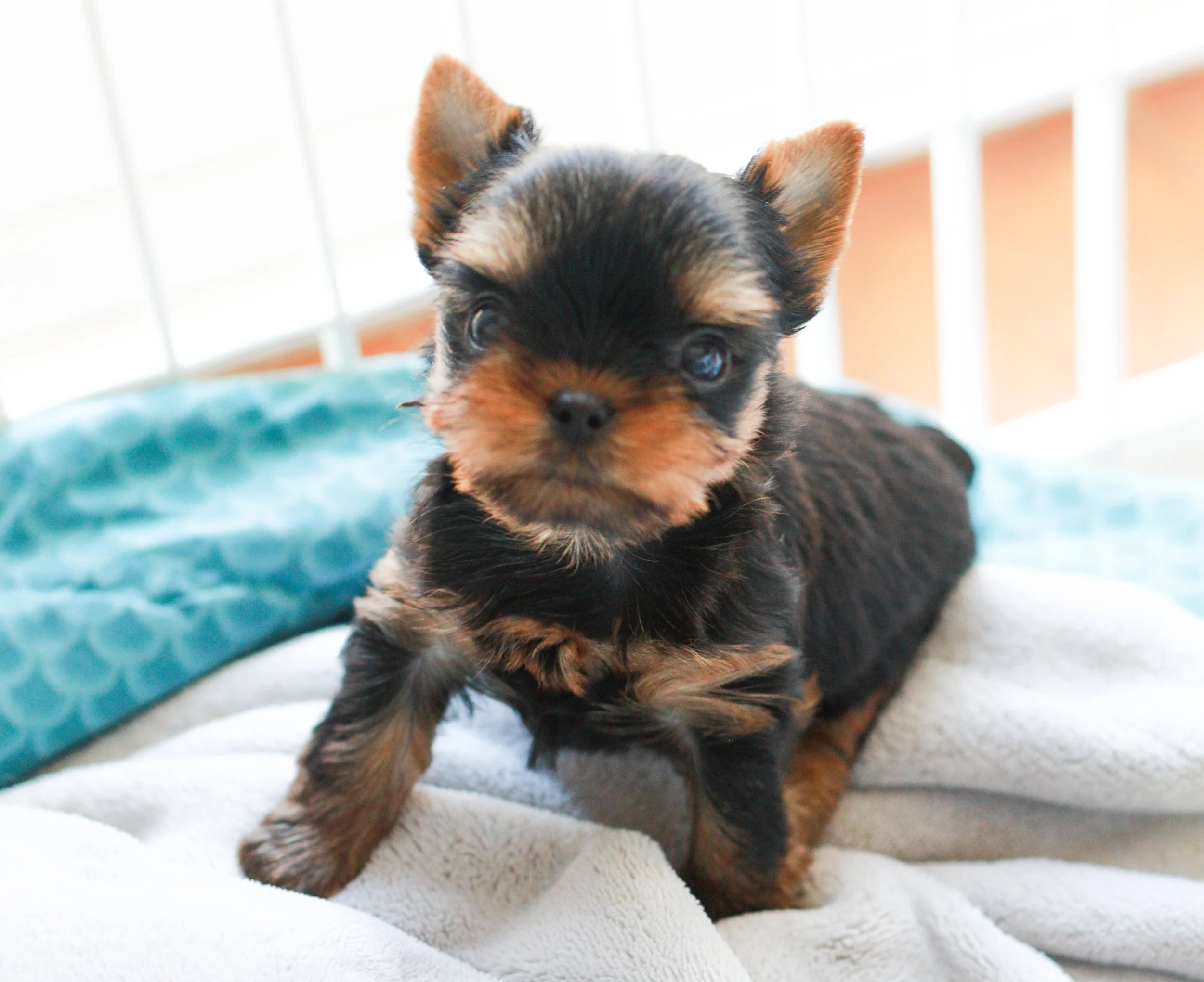 Yorkshire Terrier puppy representing future litters at Essence of Grace Yorkies, available through our pre-approved waitlist in Southern California