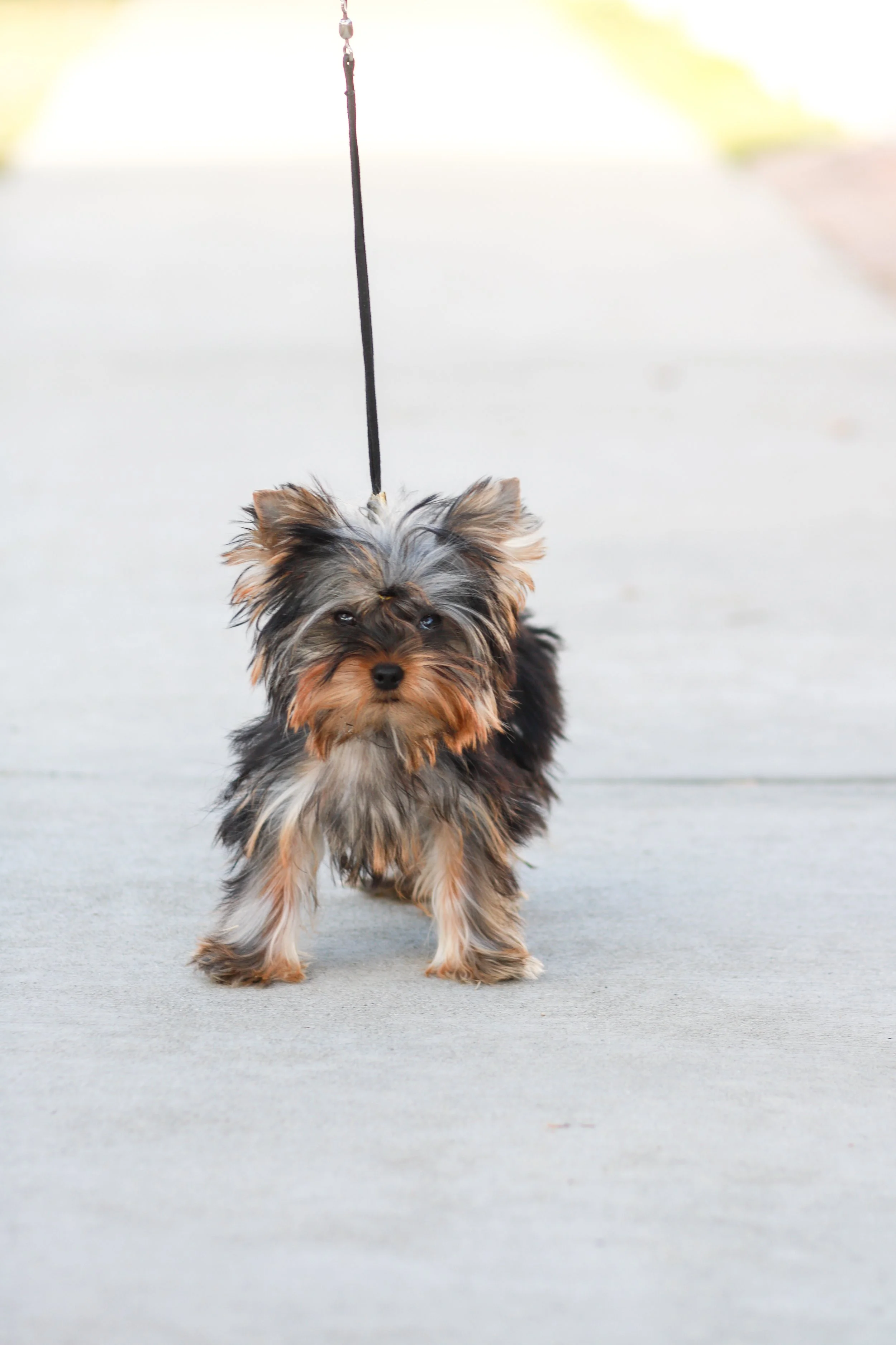 Yorkshire Terrier puppy learning lead training as part of premium puppy training services at Essence of Grace Yorkies