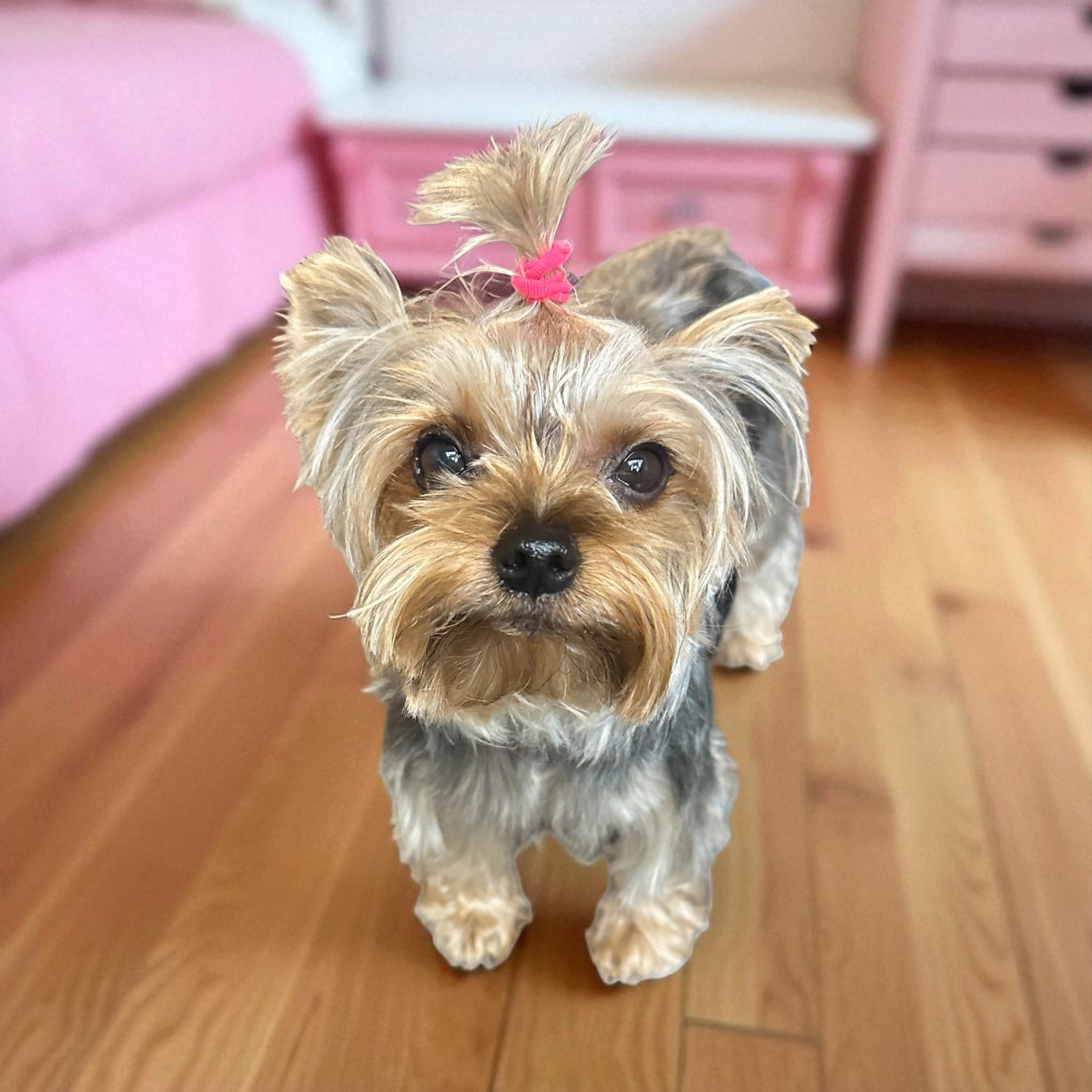 Retired adult Yorkshire Terrier carefully placed into a companion home by Essence of Grace Yorkies in Southern California
