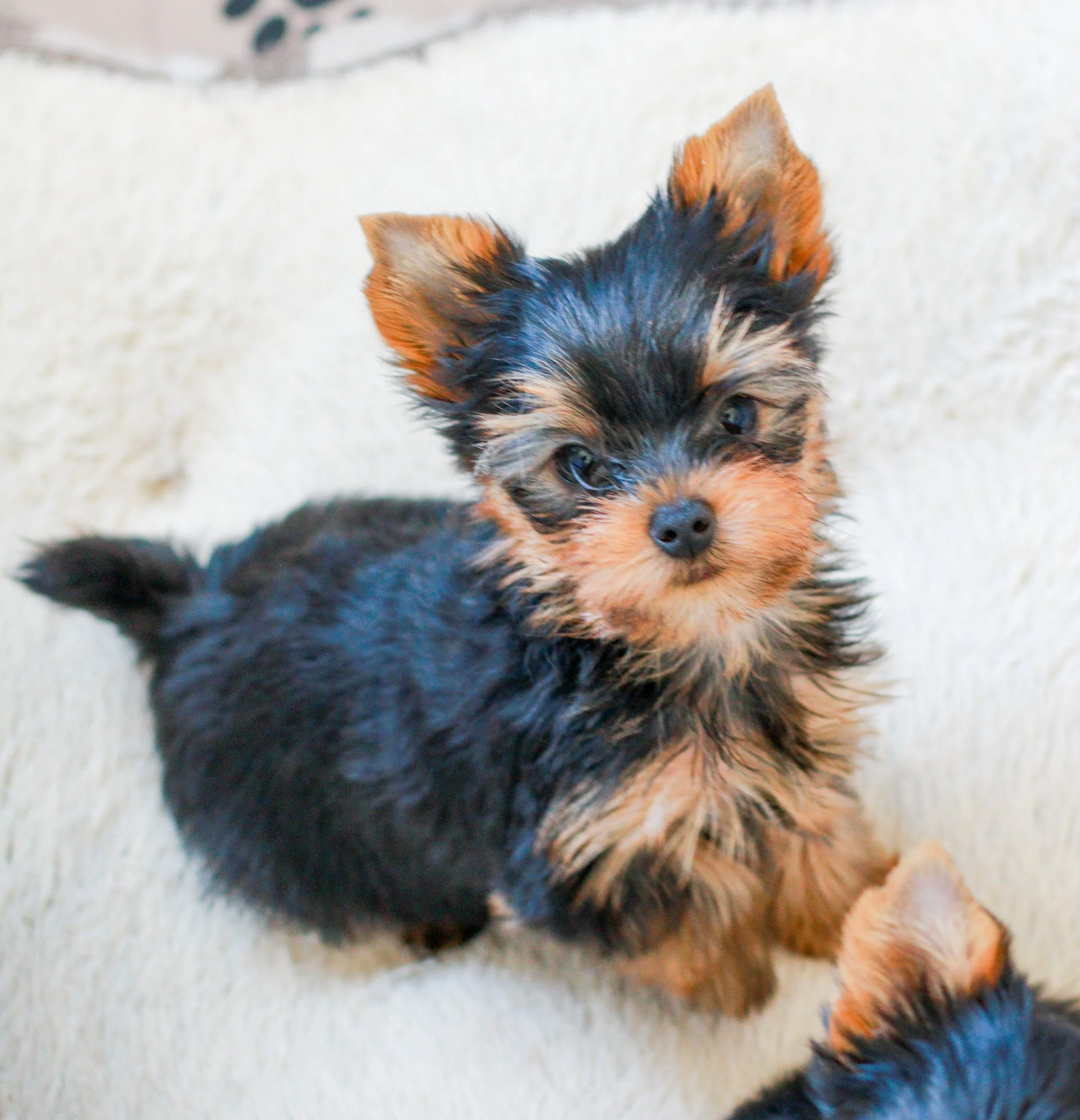 Young Yorkshire Terrier puppy representing upcoming litters from Essence of Grace Yorkies