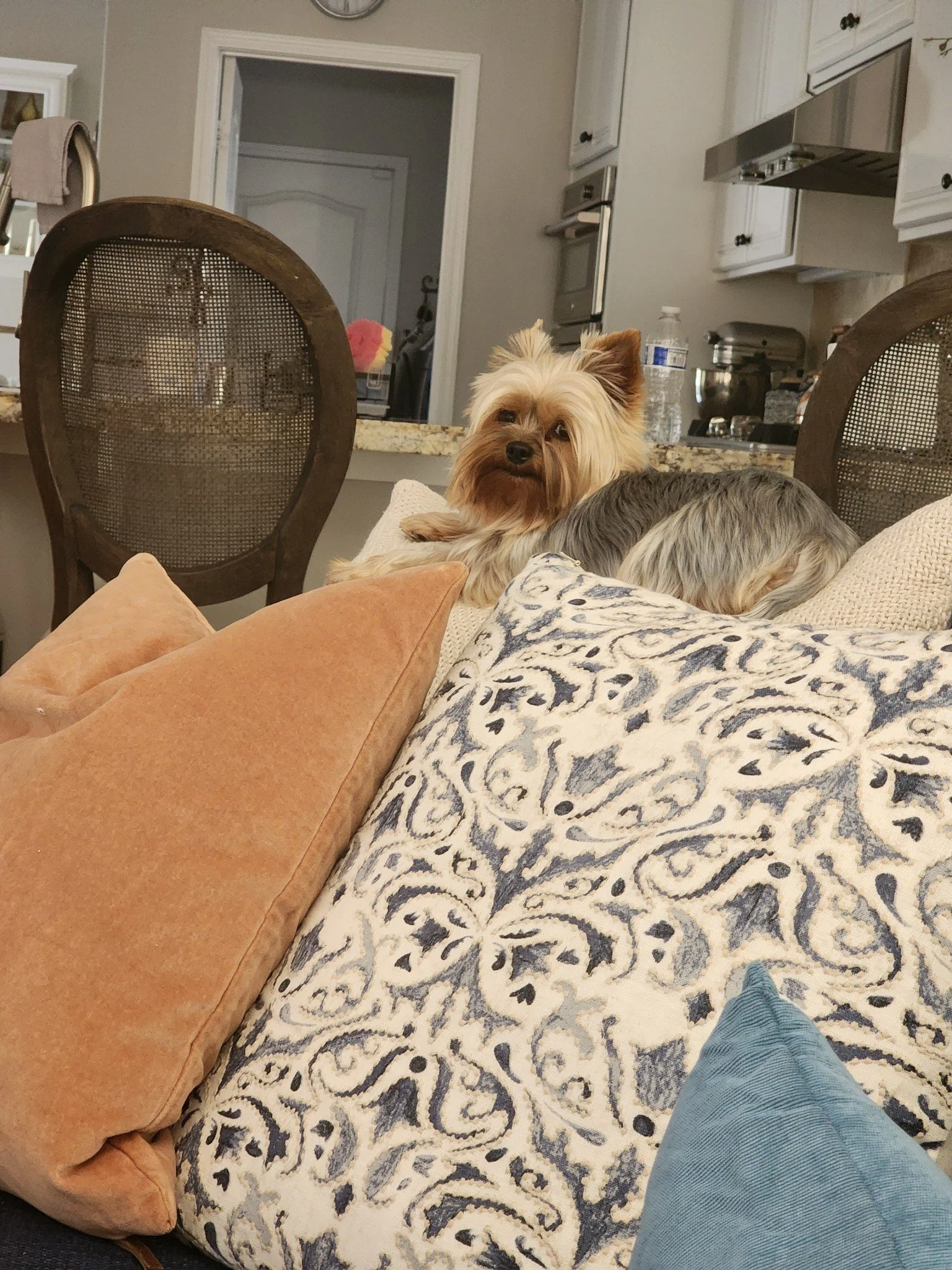 Retired adult Yorkshire Terrier relaxing in a home environment
