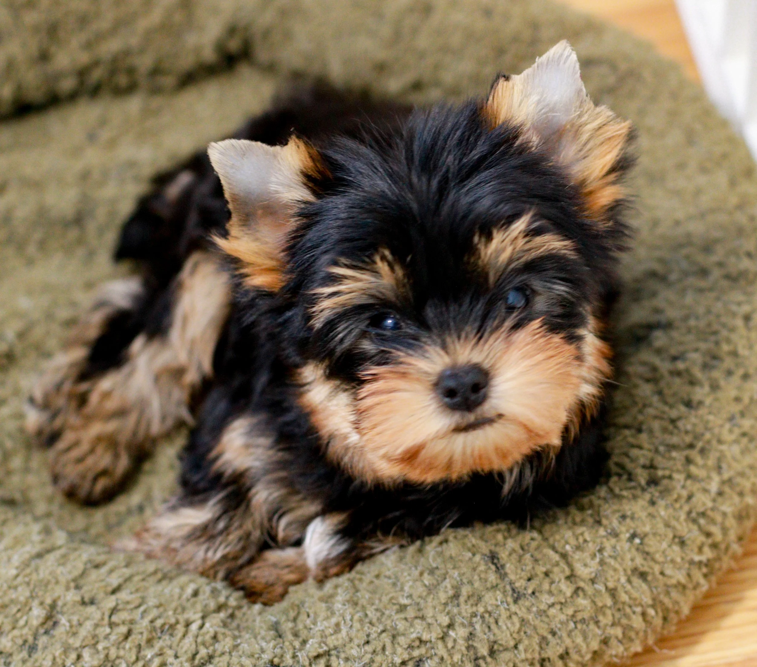 AKC Yorkshire Terrier puppy with black and gold coat raised in a Southern California in-home breeding program