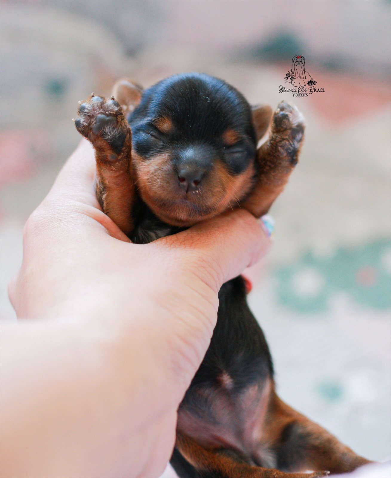 Newborn Yorkshire Terrier puppy Lucy representing the next generation of Essence of Grace Yorkies