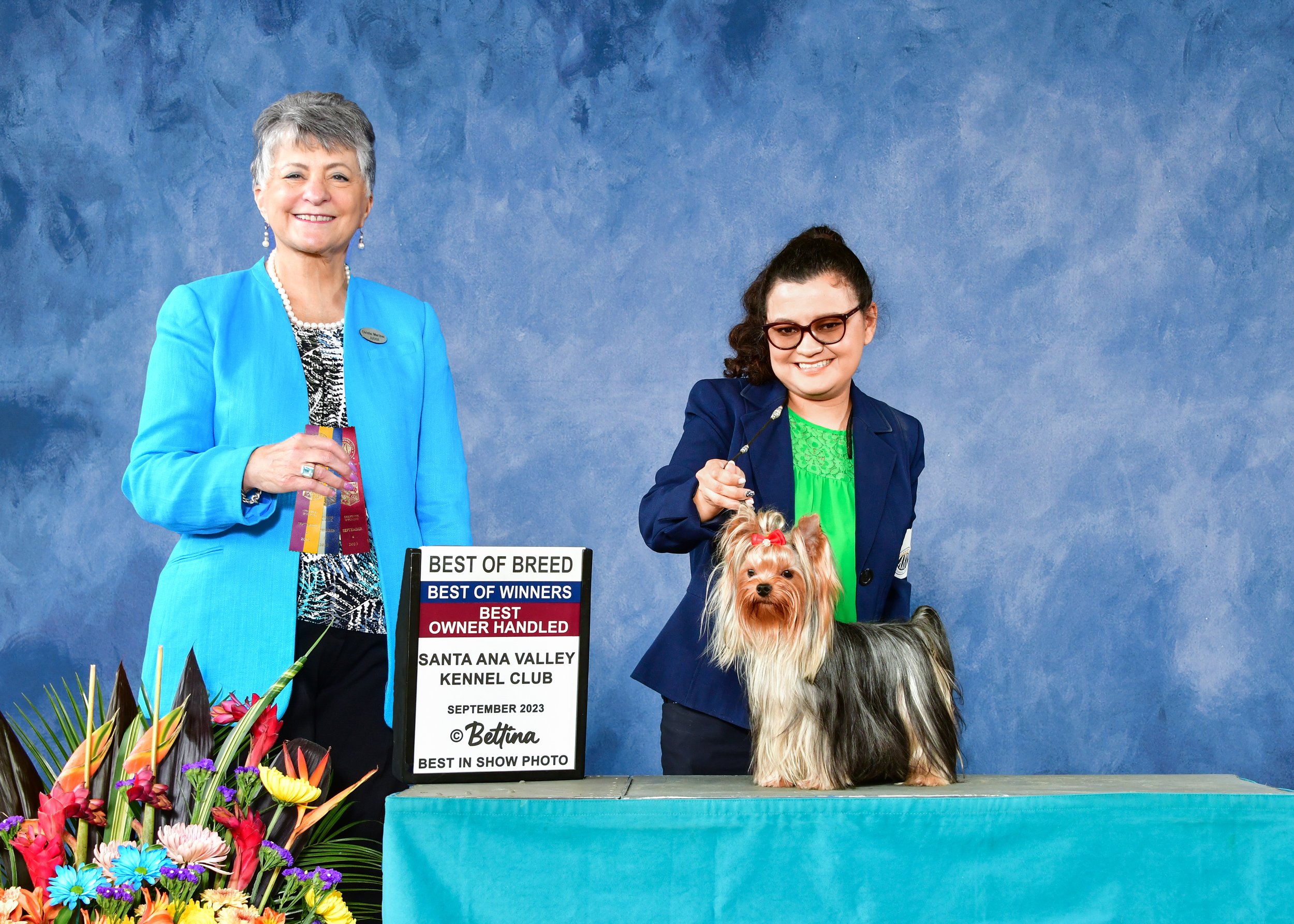 Gracie Vargas presenting an AKC Yorkshire Terrier winning Best of Breed at a Santa Ana Valley Kennel Club dog show for Essence of Grace Yorkies