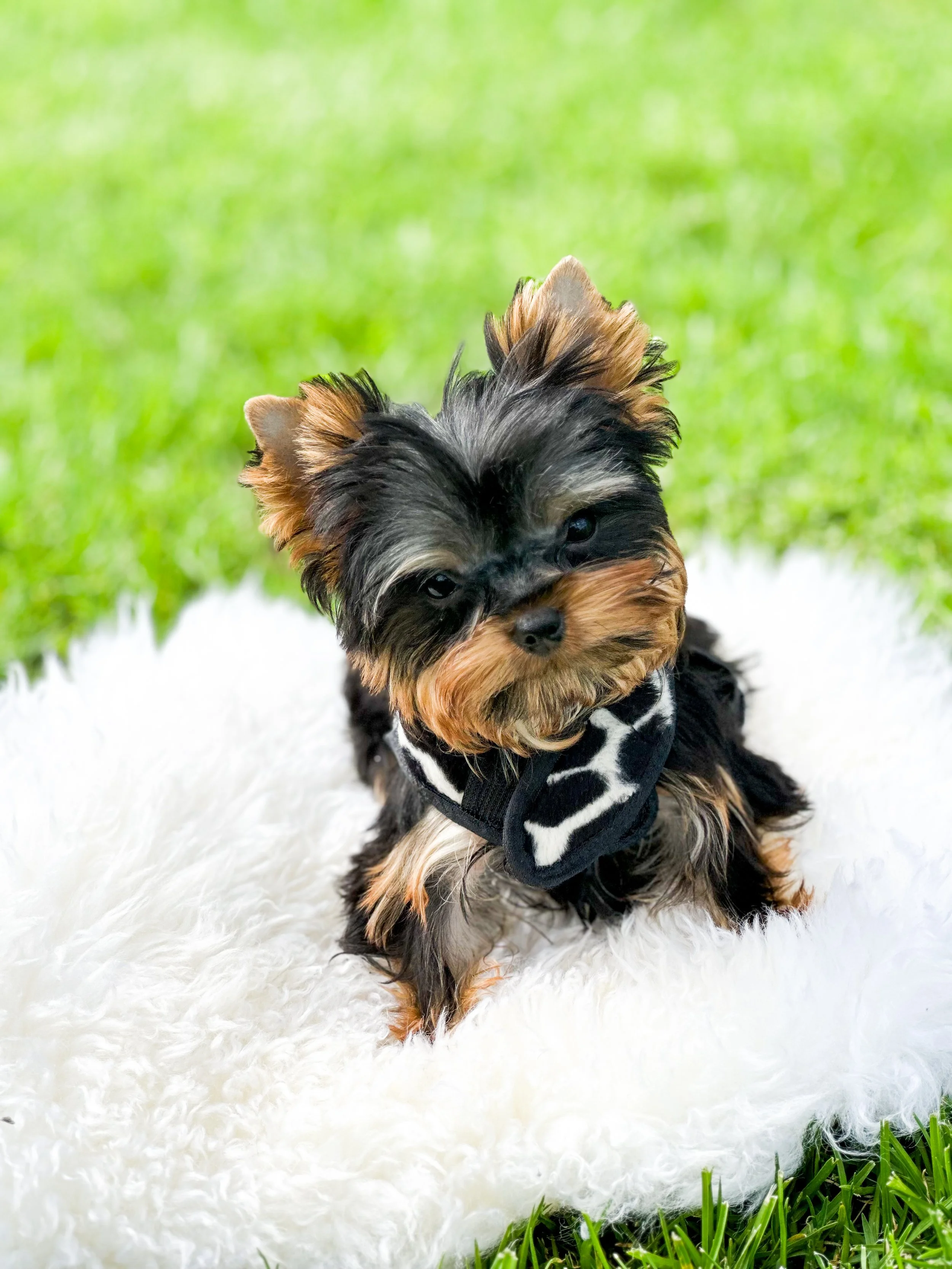 Premium Yorkshire Terrier puppy featured in Essence of Grace Yorkies’ puppy training and transition services