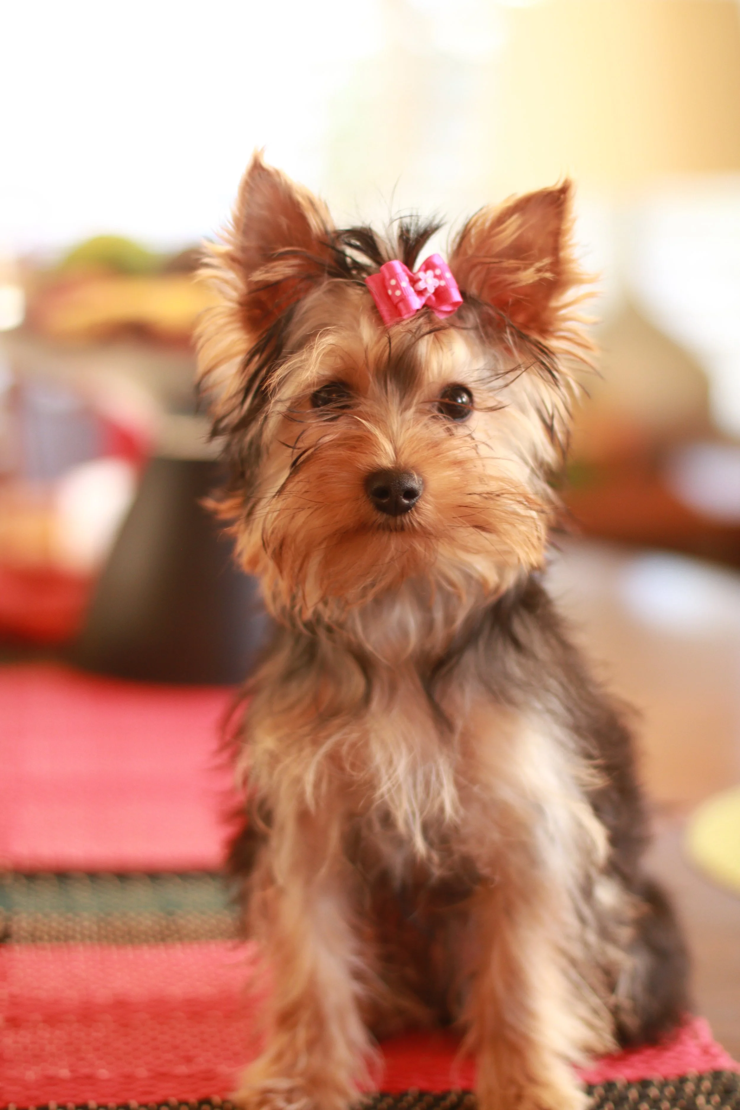 Female Yorkshire Terrier companion puppy Adorable Girl available in Southern California, born August 15, 2025, priced at $4,000, charting 5.5–6 lbs, likely maturing to a light gold and steel blue coat, bred by Essence of Grace Yorkies.