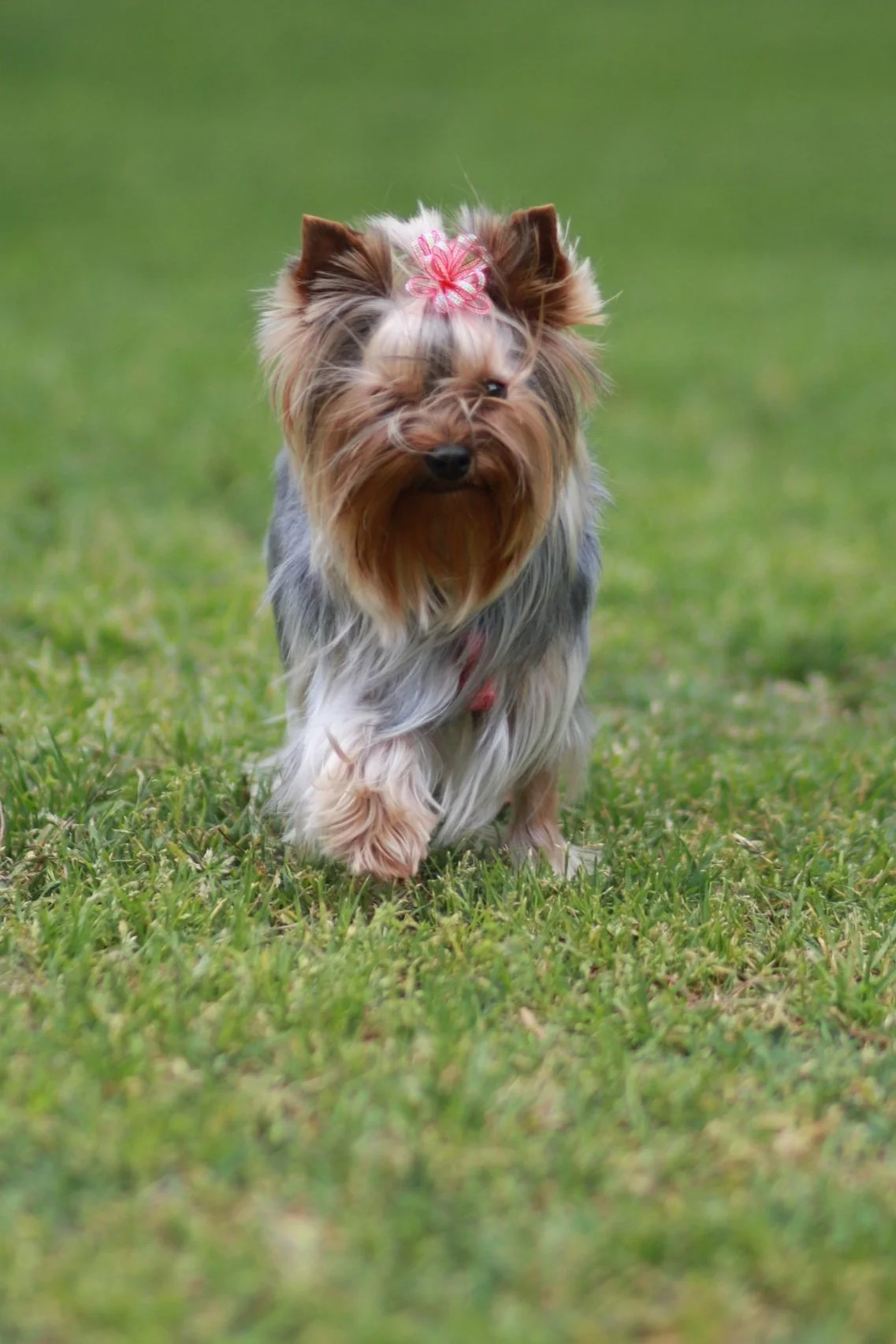 Yorkshire Terrier walking outdoors symbolizing responsible puppy placement and planning