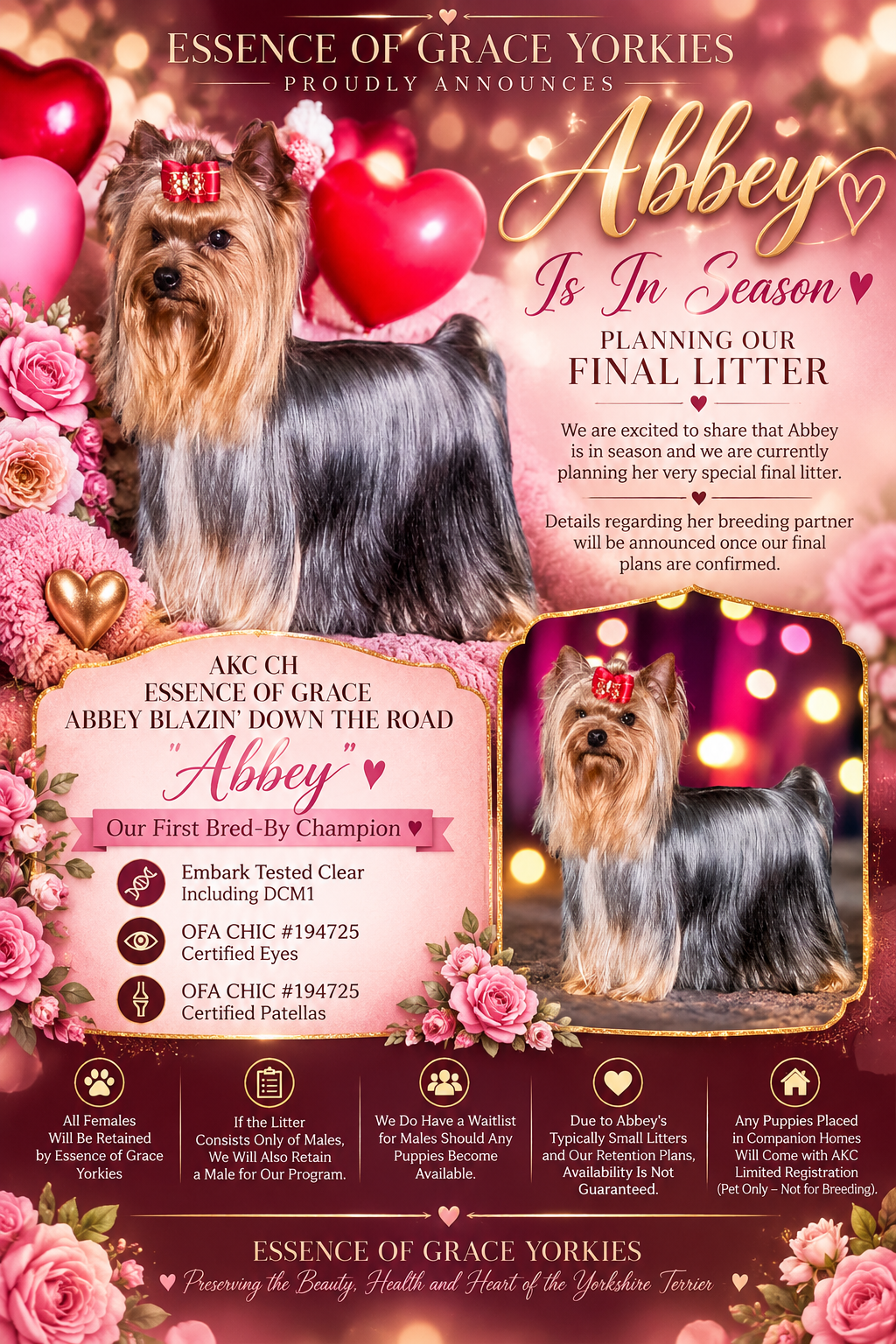 AKC Champion Yorkshire Terrier Abbey of Essence of Grace Yorkies, pictured for her planned final litter in winter 2026