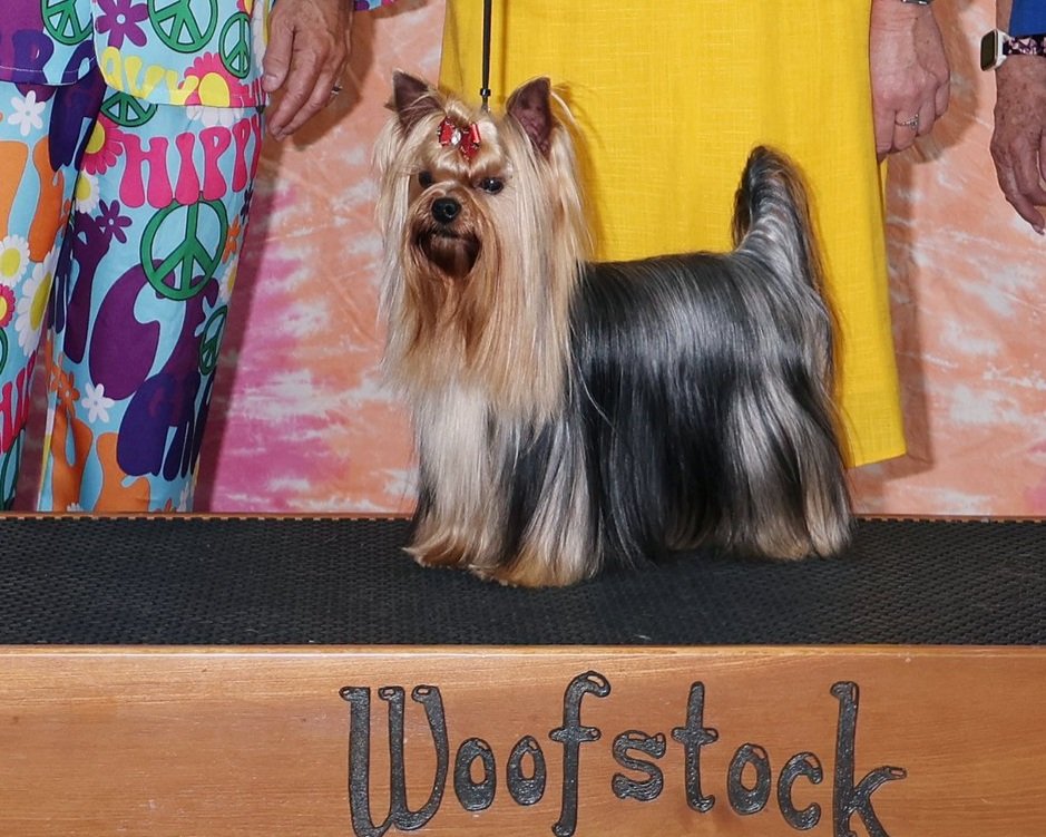 AKC Yorkshire Terrier sire with correct coat and structure, proven stud dog at Essence of Grace Yorkies in Southern California