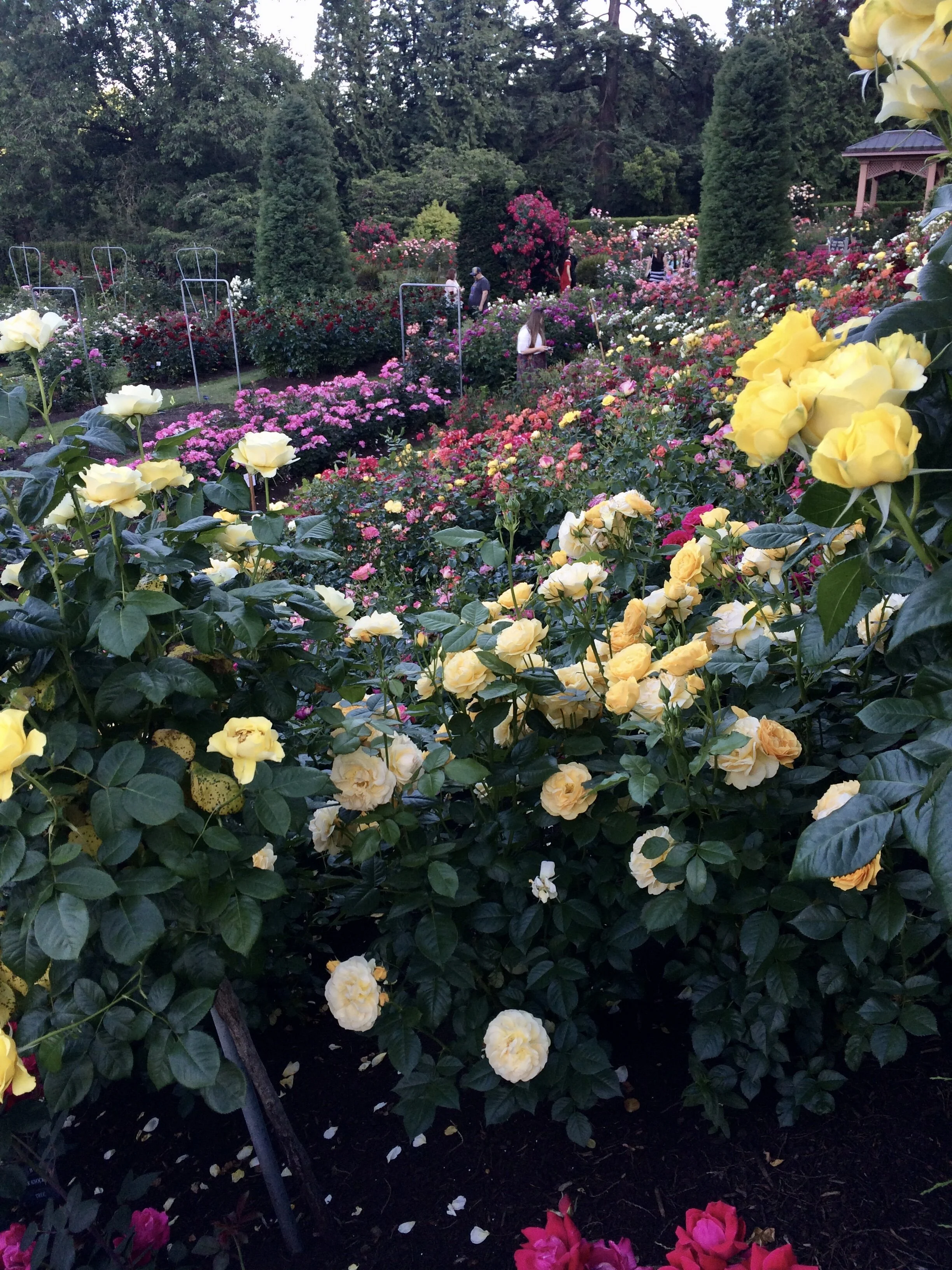 "Pride and Prejudice" Movie Review 2018