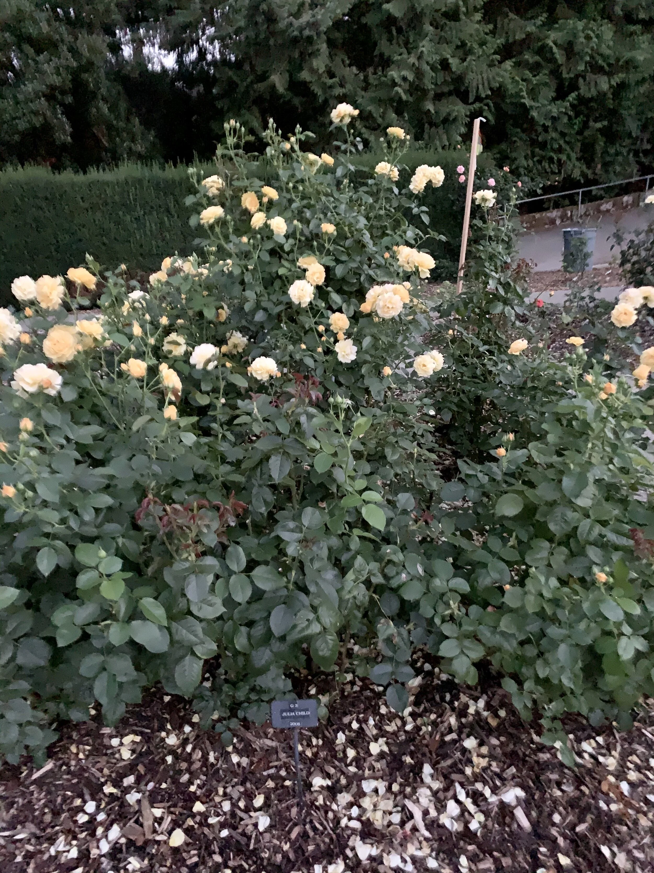 "A New World" Movie Review 2018