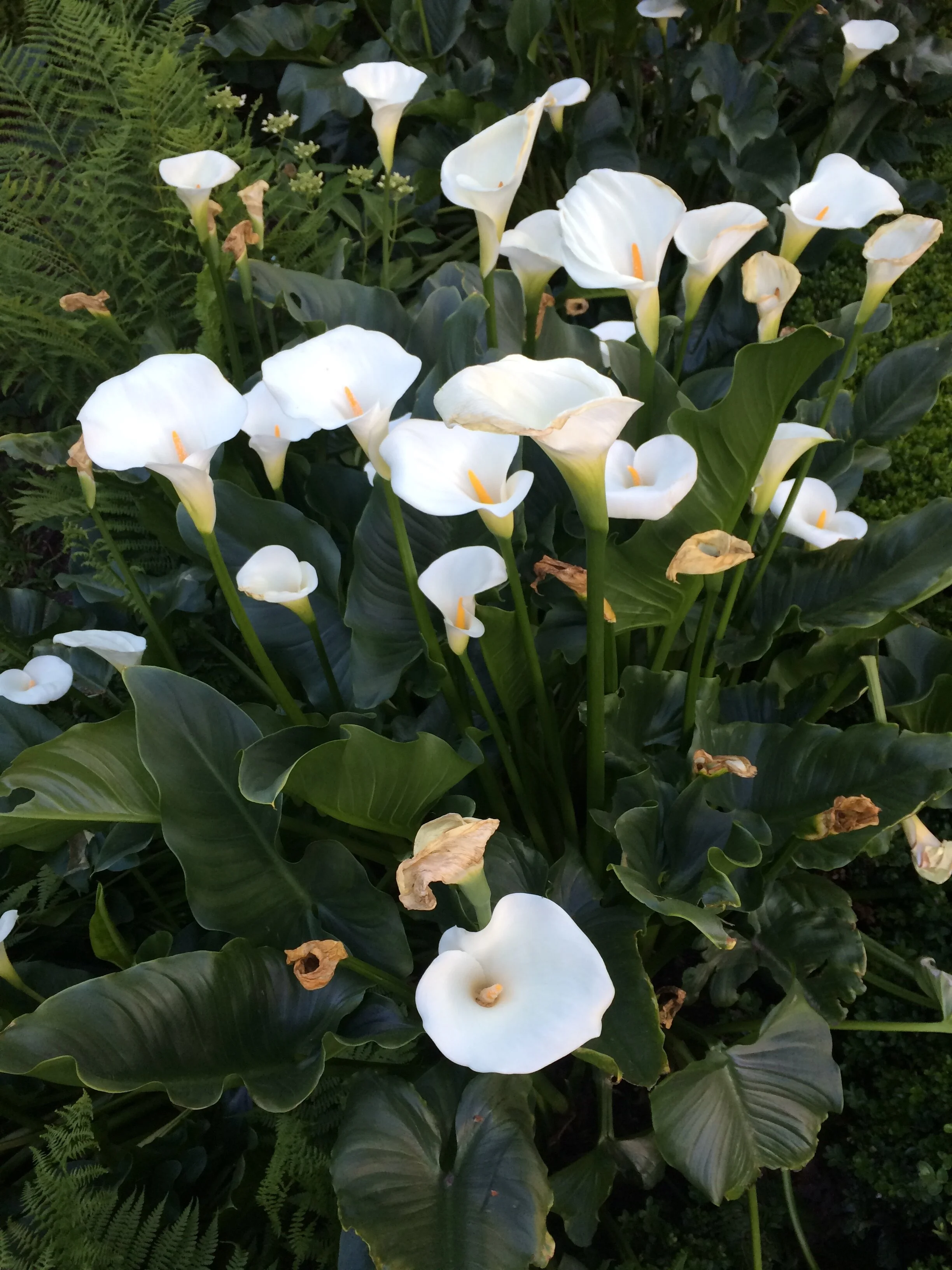 "Donnie Darko and Boy's Don't Cry" Essay 2018