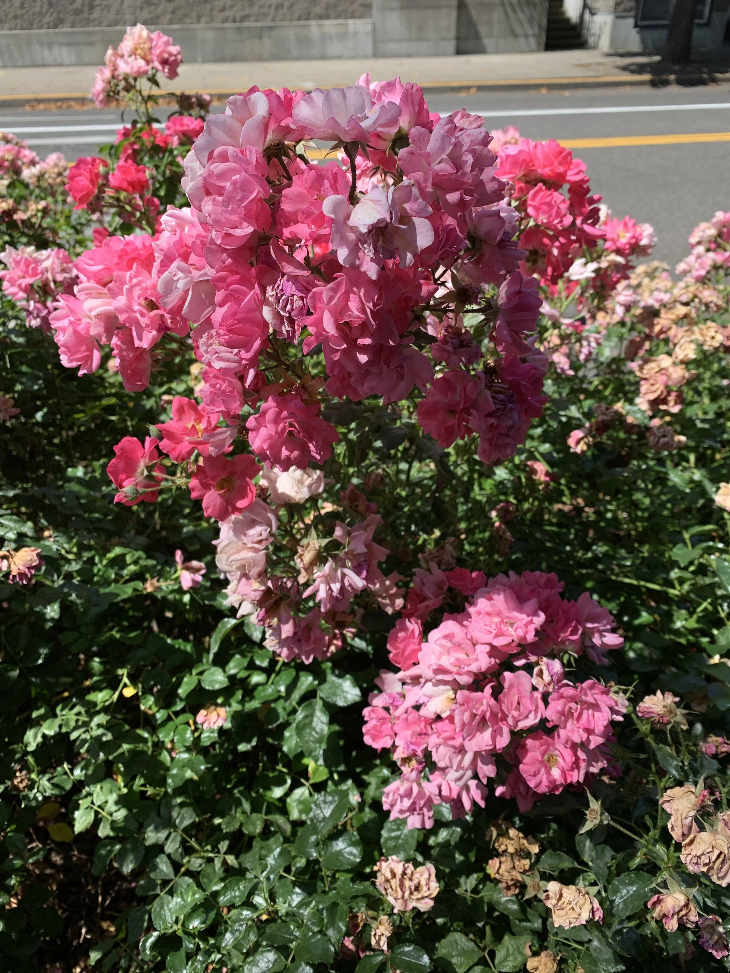 "Fran" Screenplay 2021