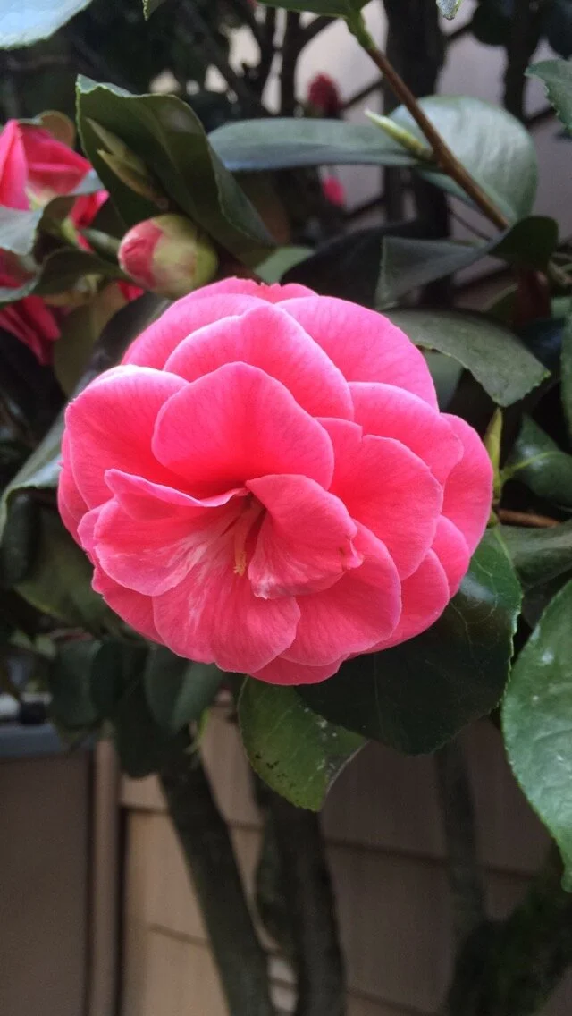 "Air DND" Screenplay 2016