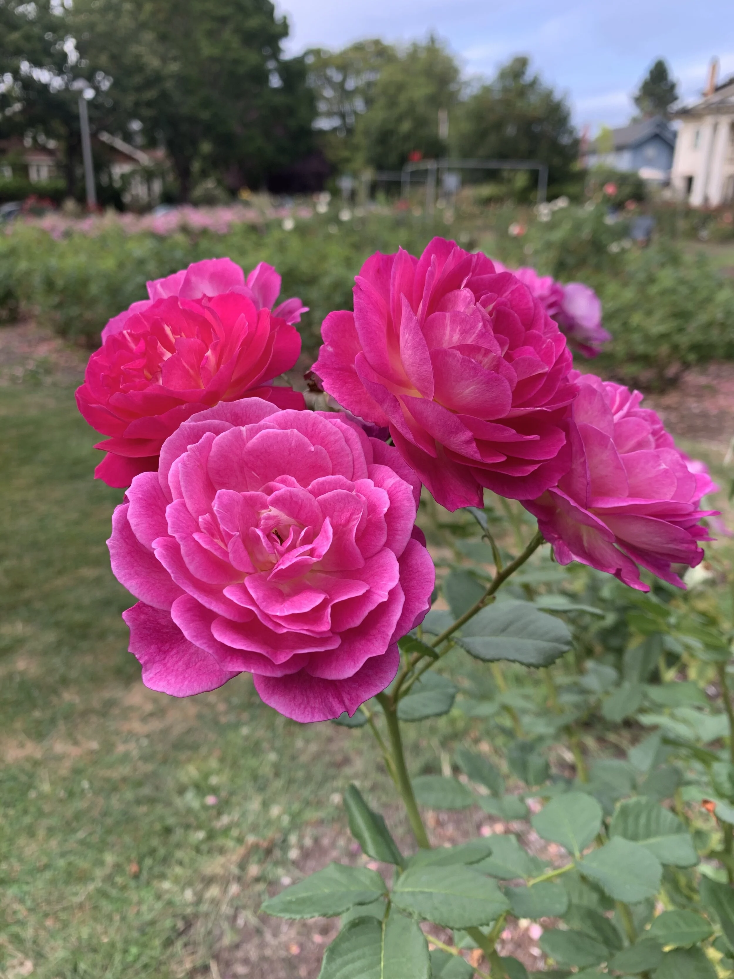 "In Morning" Screenplay 2016