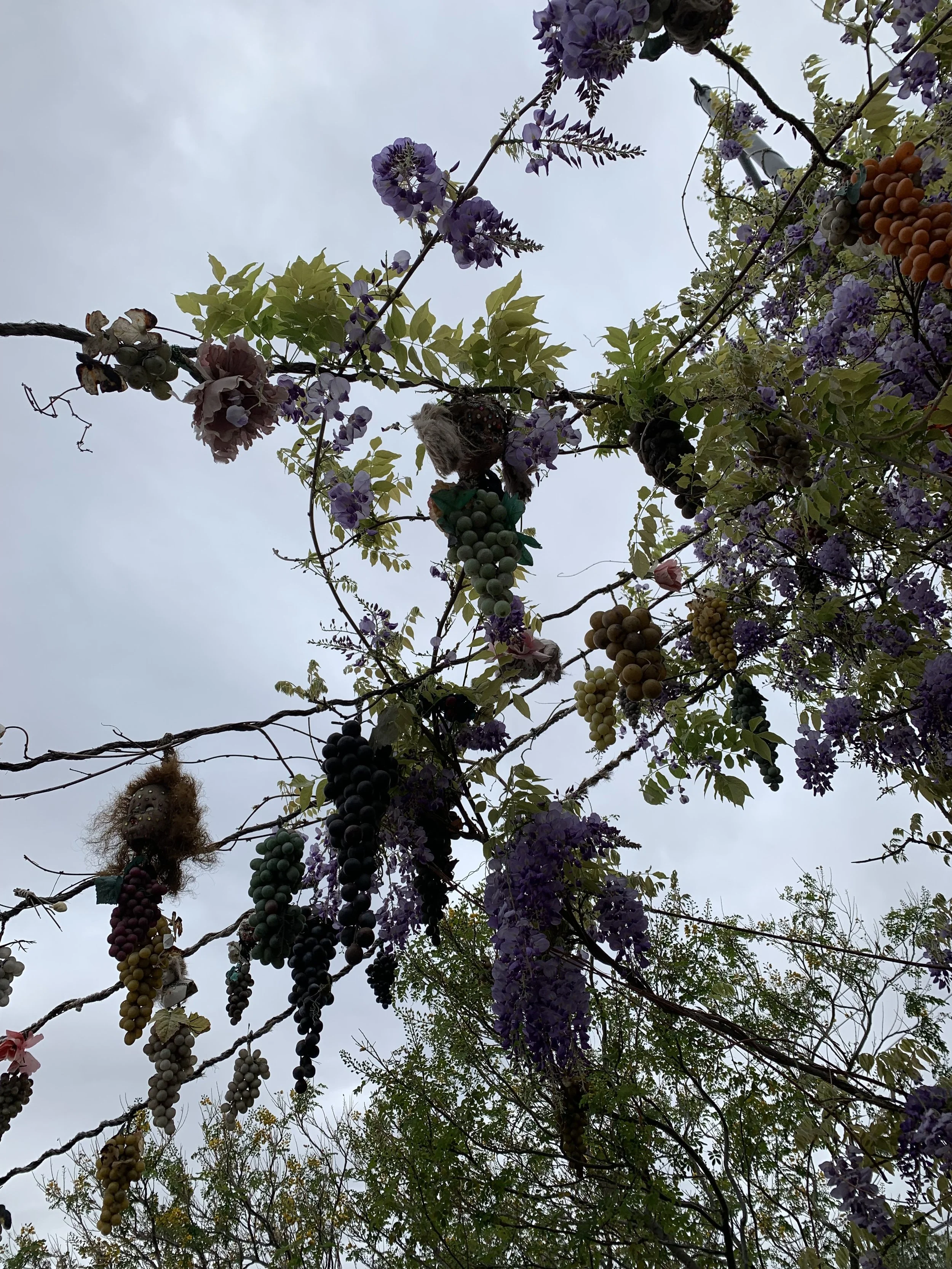 “Oh, Seedy” Short Script 2022