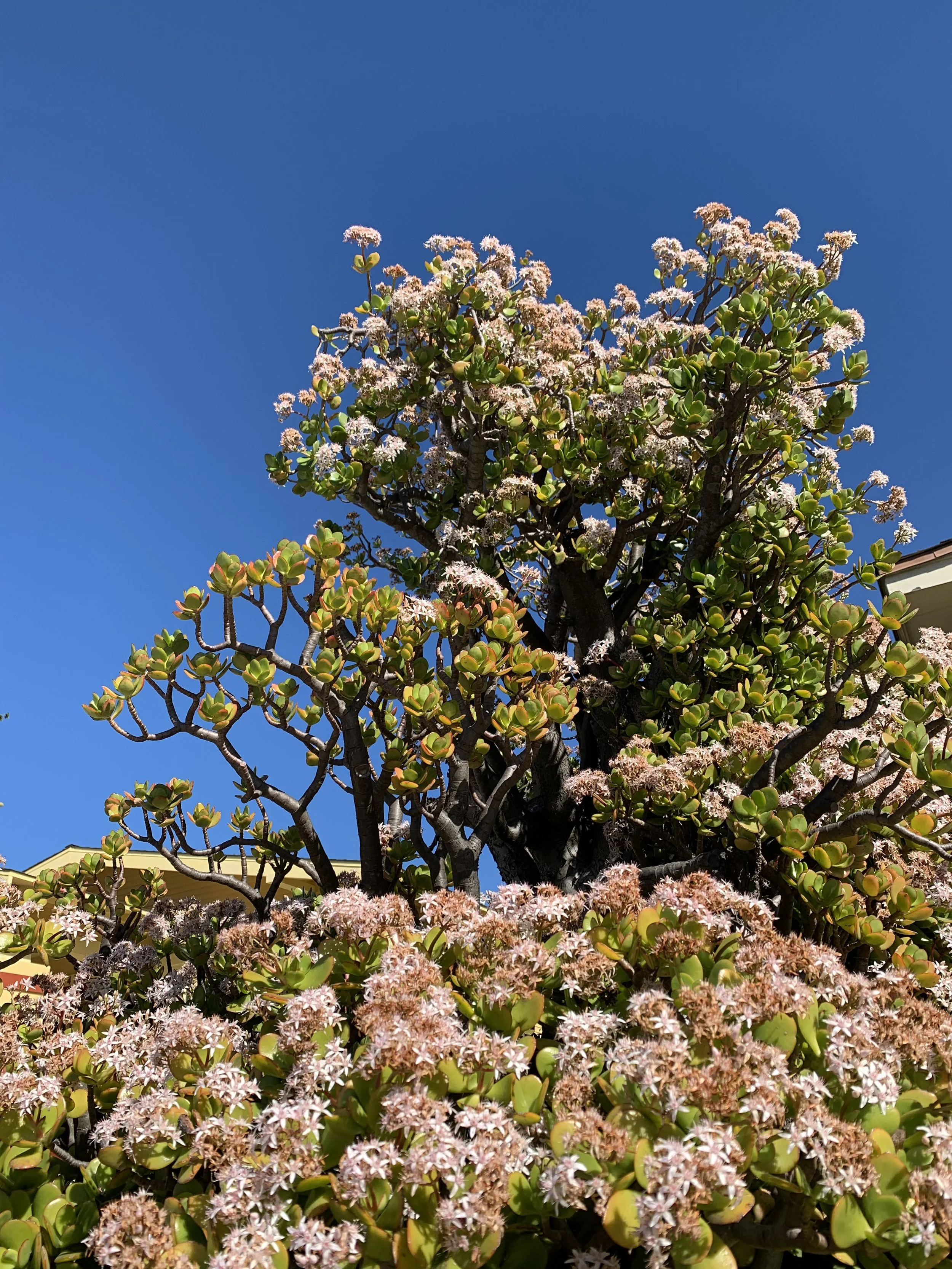 "TROTA" Short Script 2022