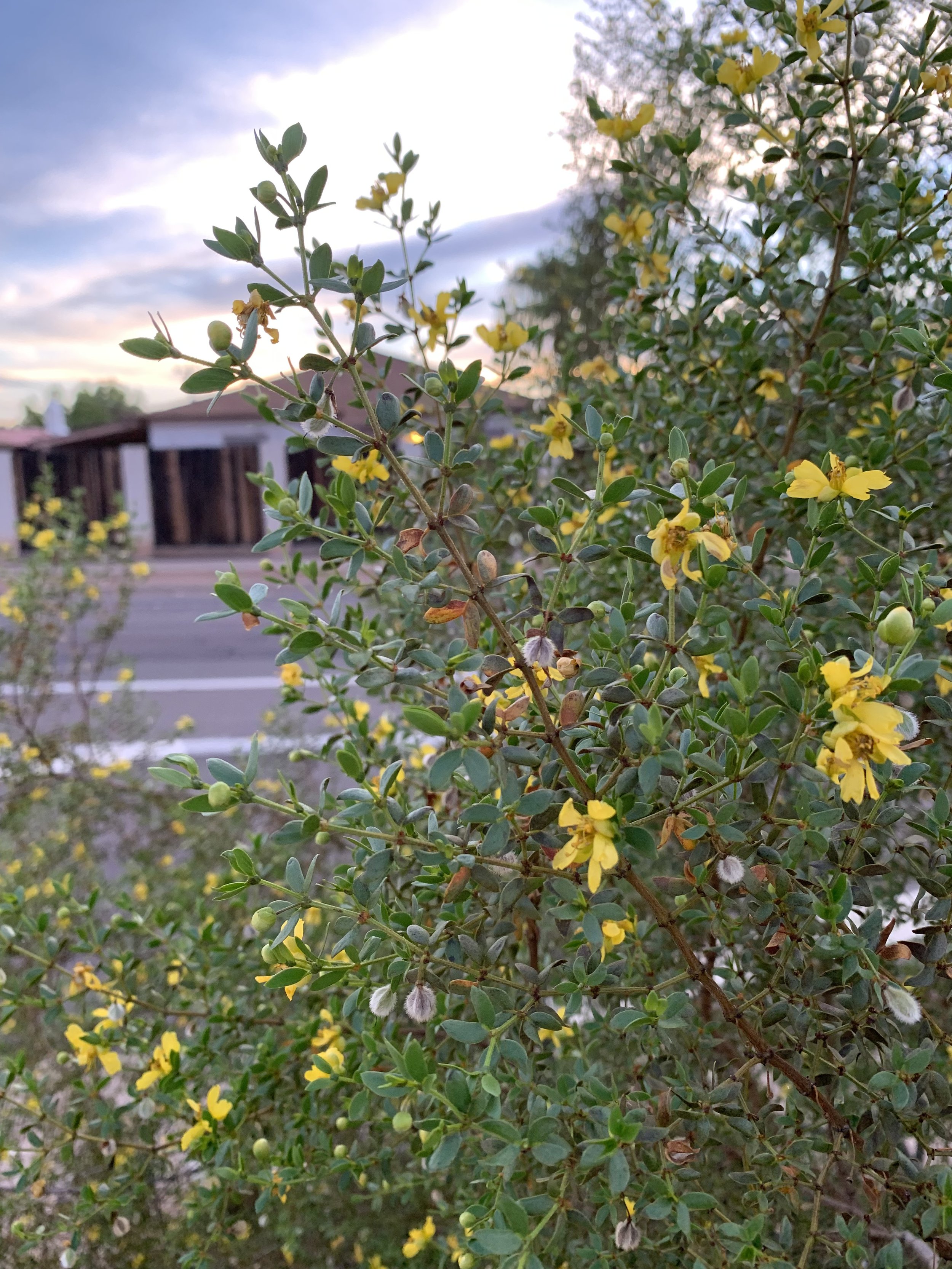 "Well, (Being)" TV Pilot Script 2023