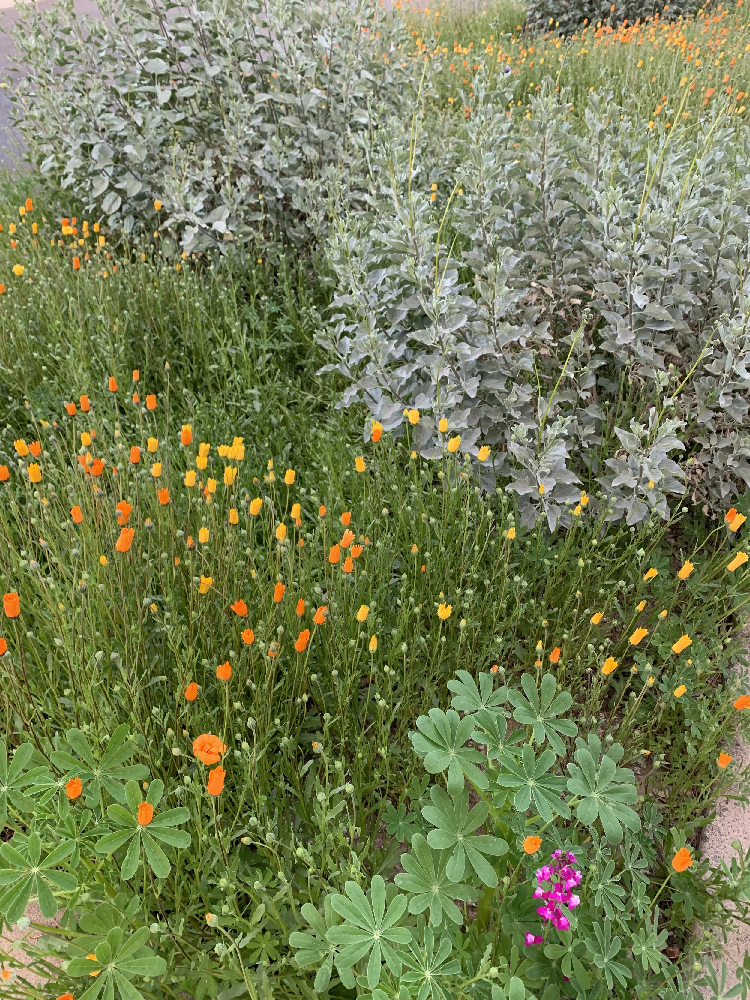 "Until Dust Do Us Part” Feature Script 2023