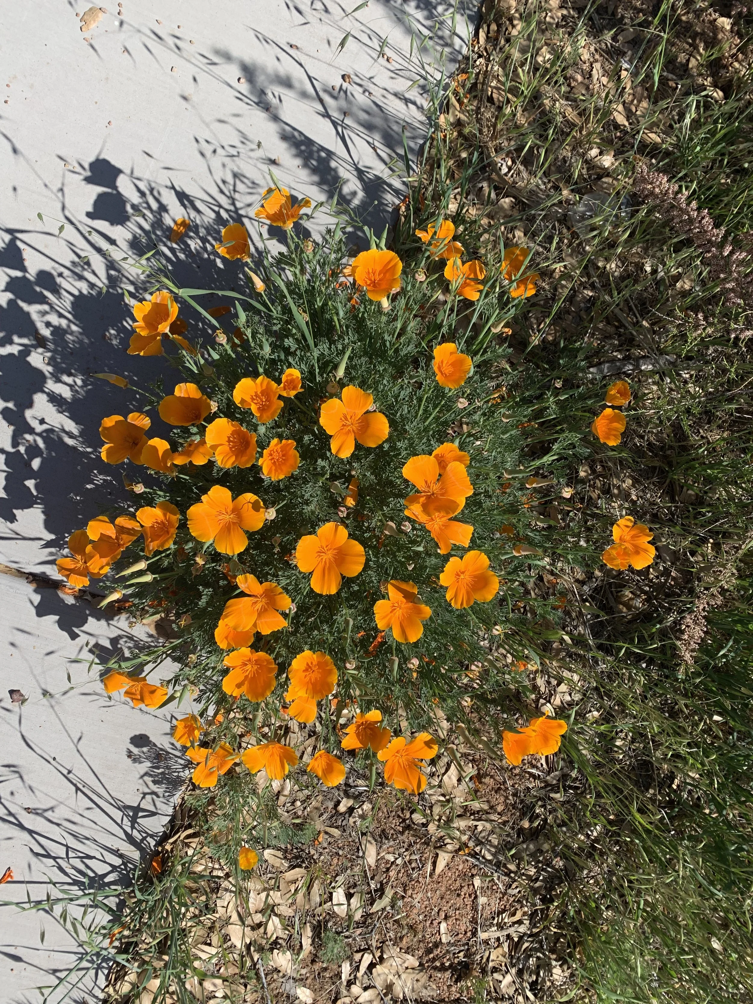 "Thesis Prospectus" Paper 2018