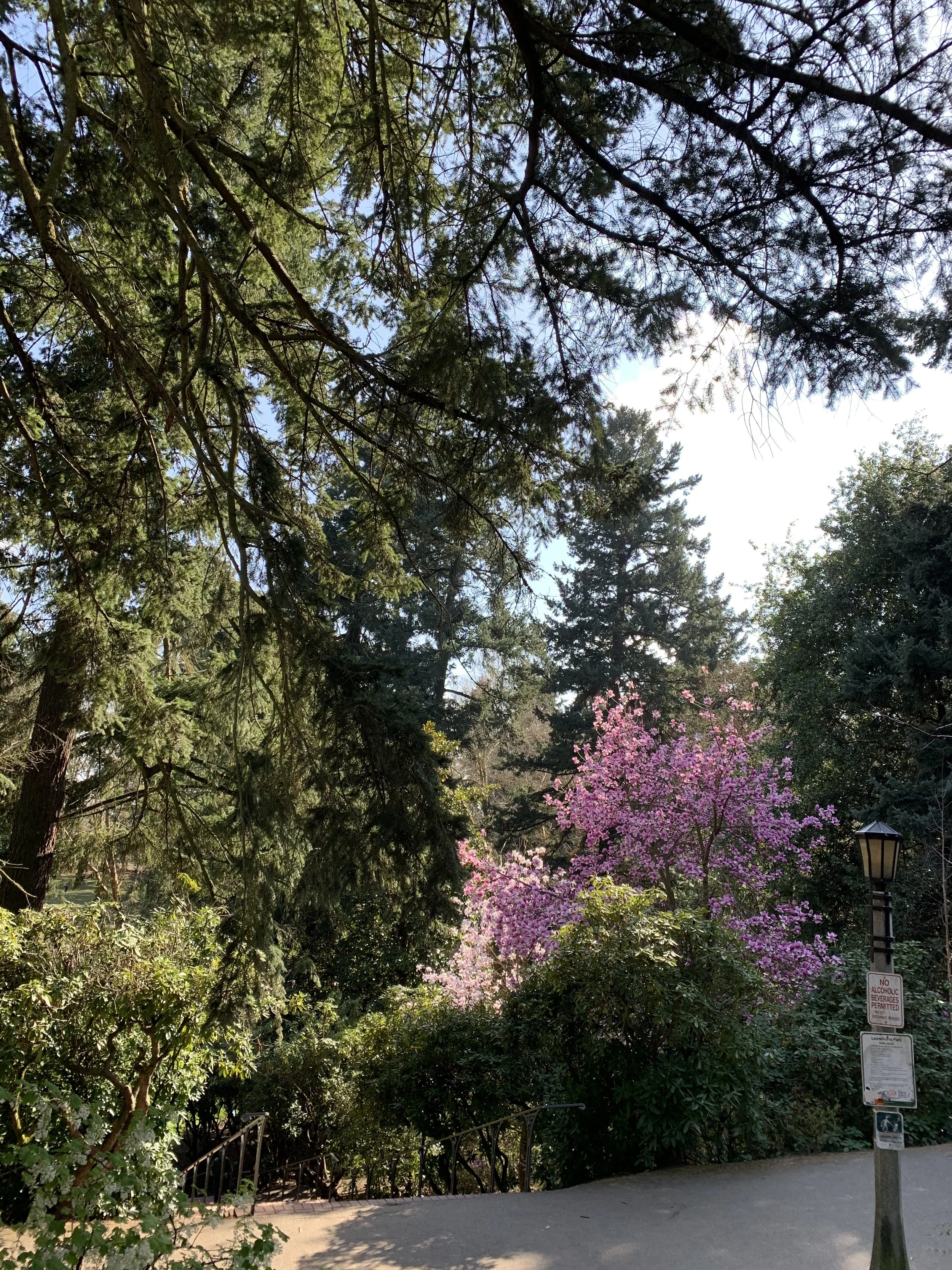 "Sanction" Screenplay 2017 - 2019