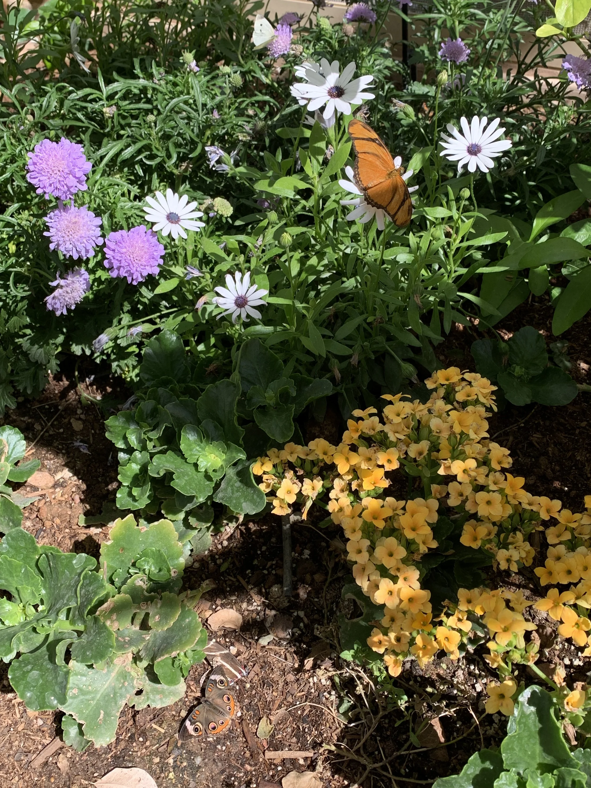 “The Handmaid’s Tale” TV Spec Script 2023