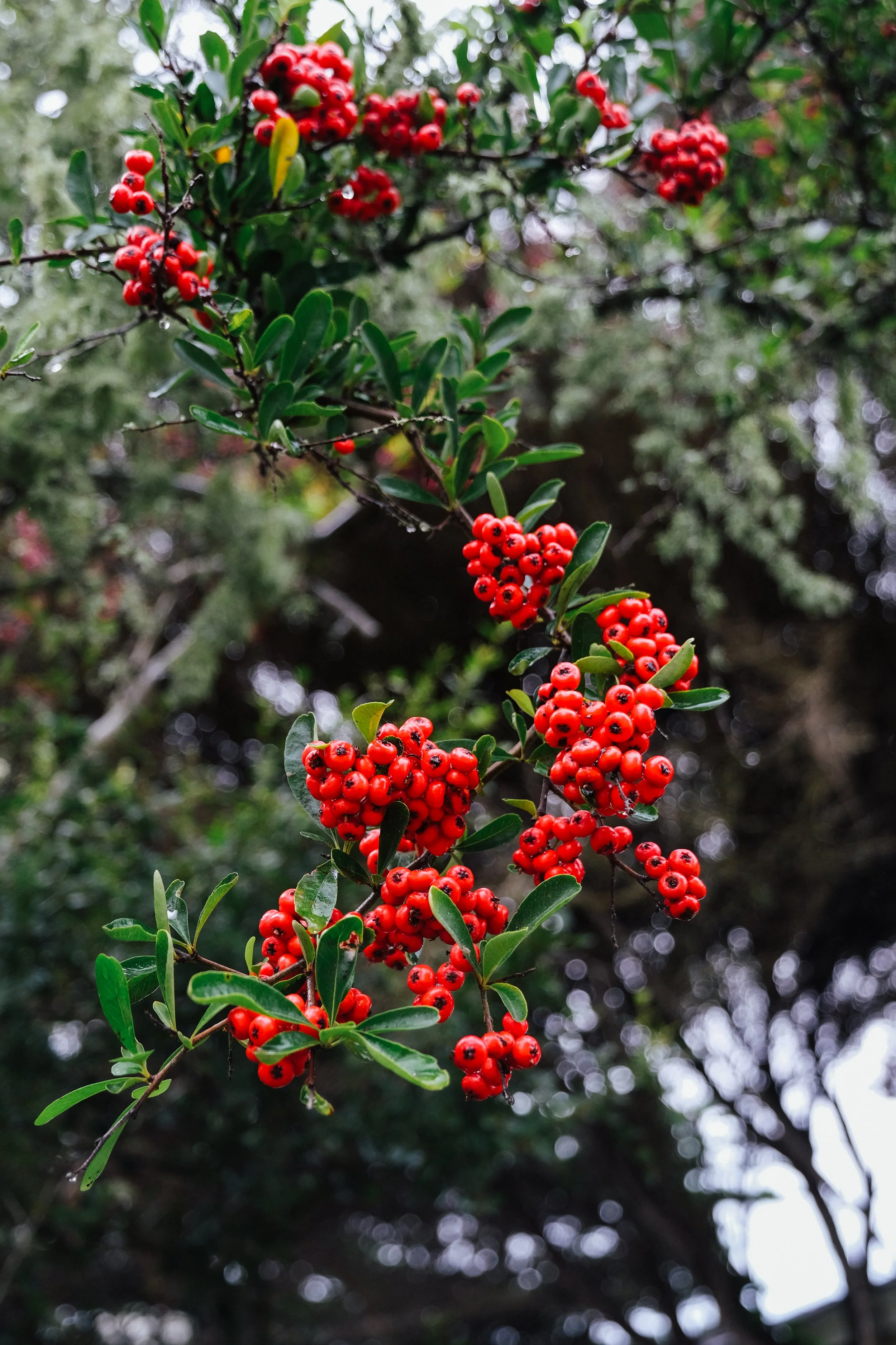 carmel-070.jpg
