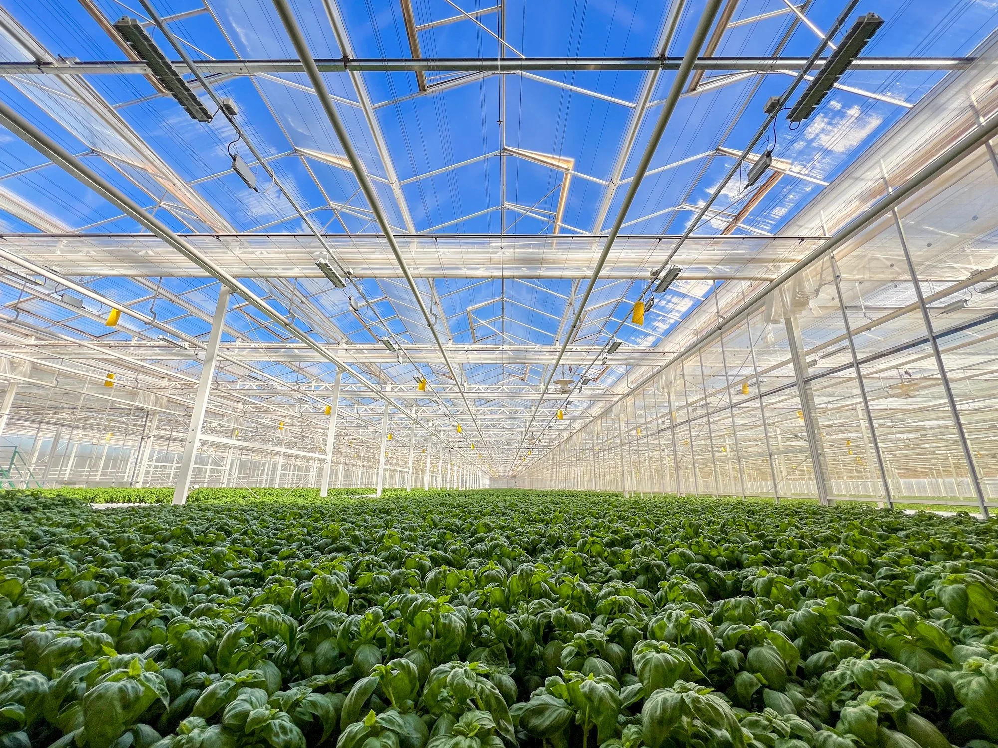 GothamGreens-elleterneswood4.jpg