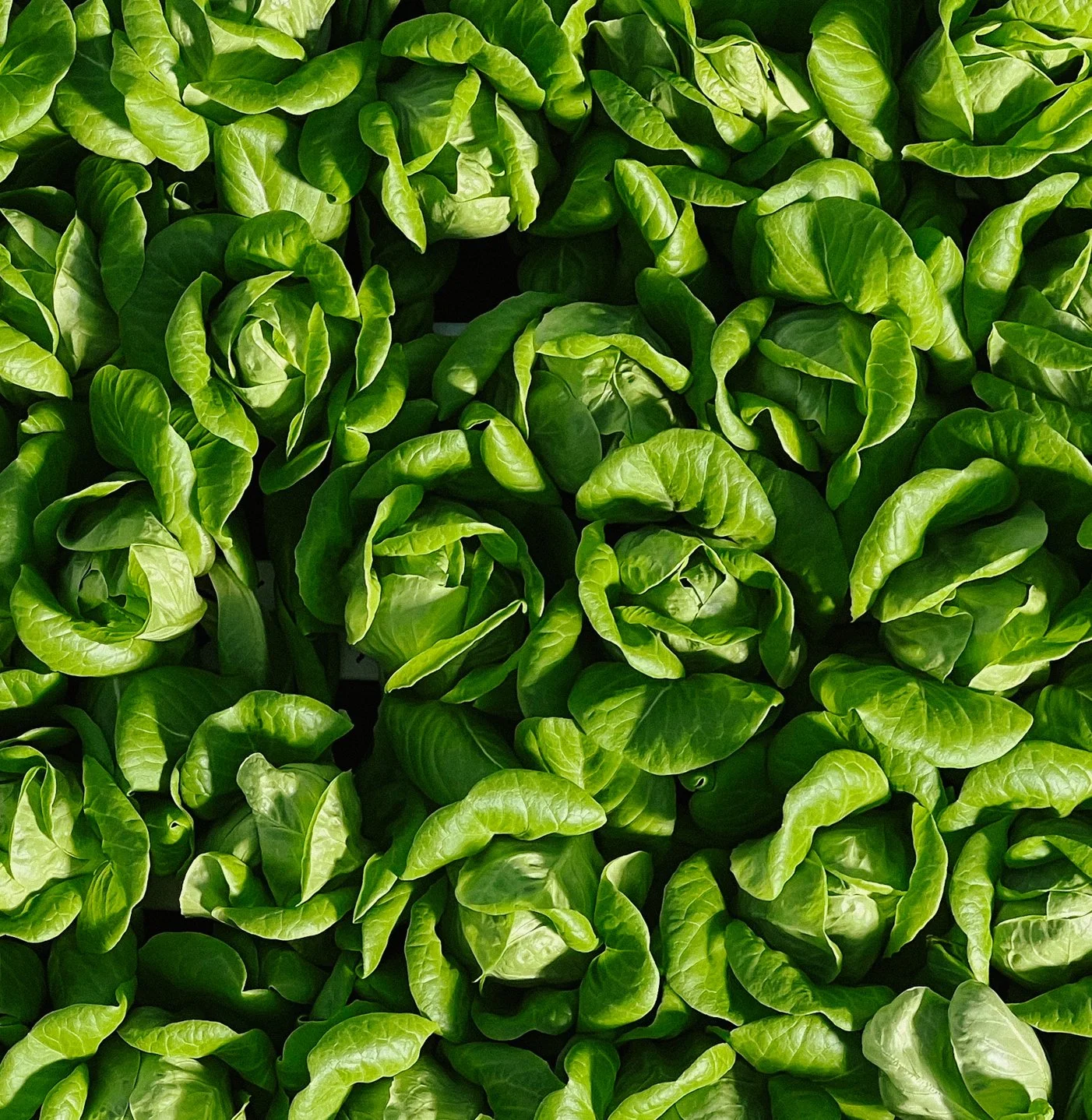 GothamGreens-elleterneswood2.jpg