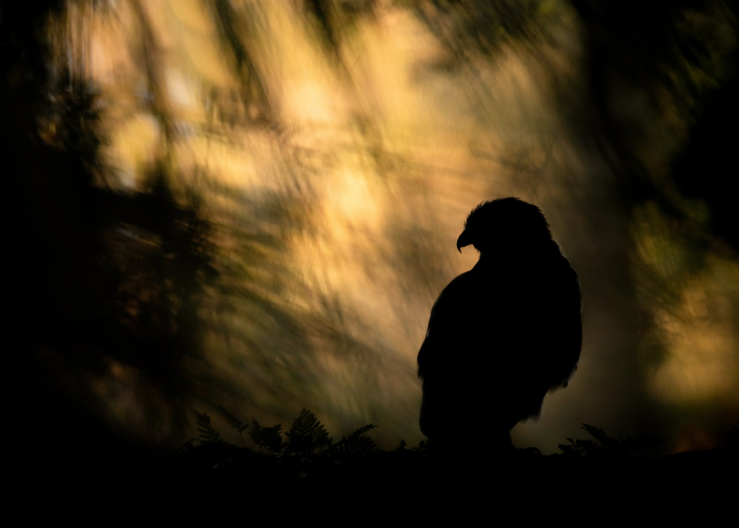 gleam hawk glow 566.jpg