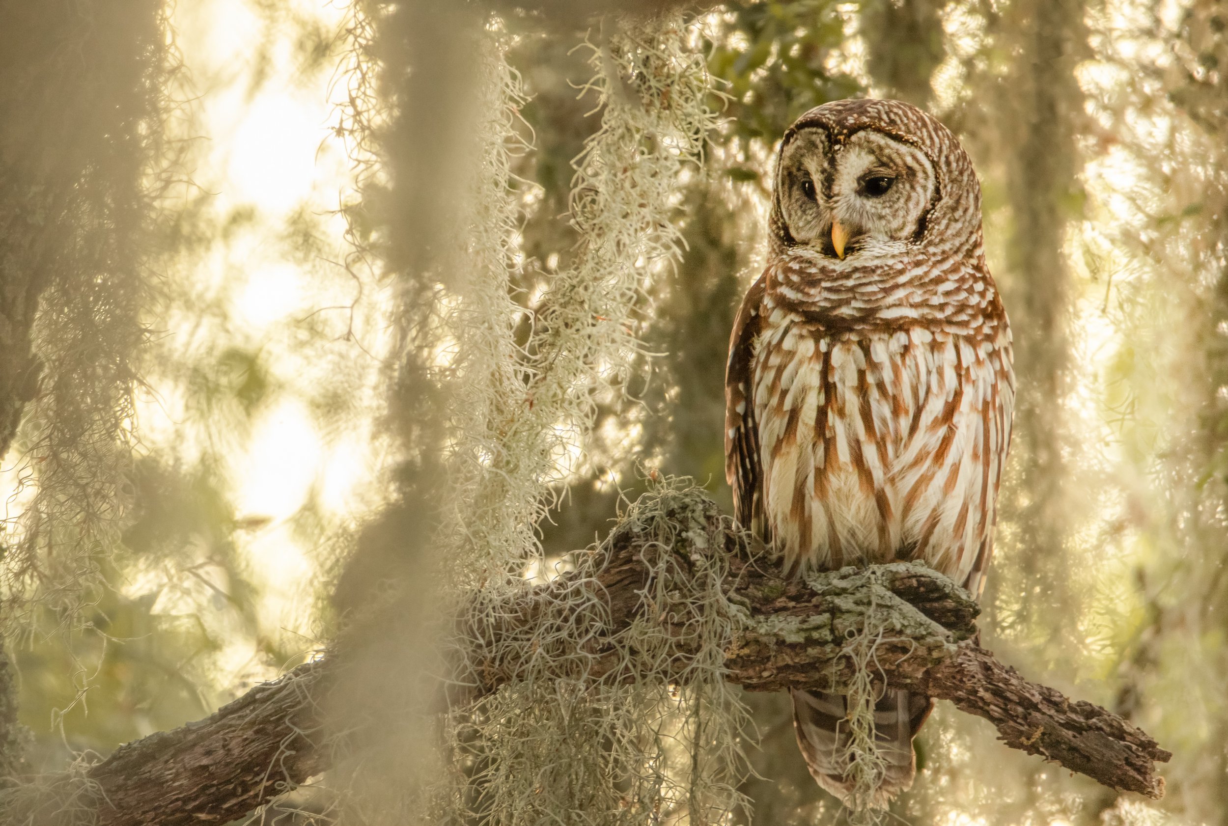 barred wide light..jpg