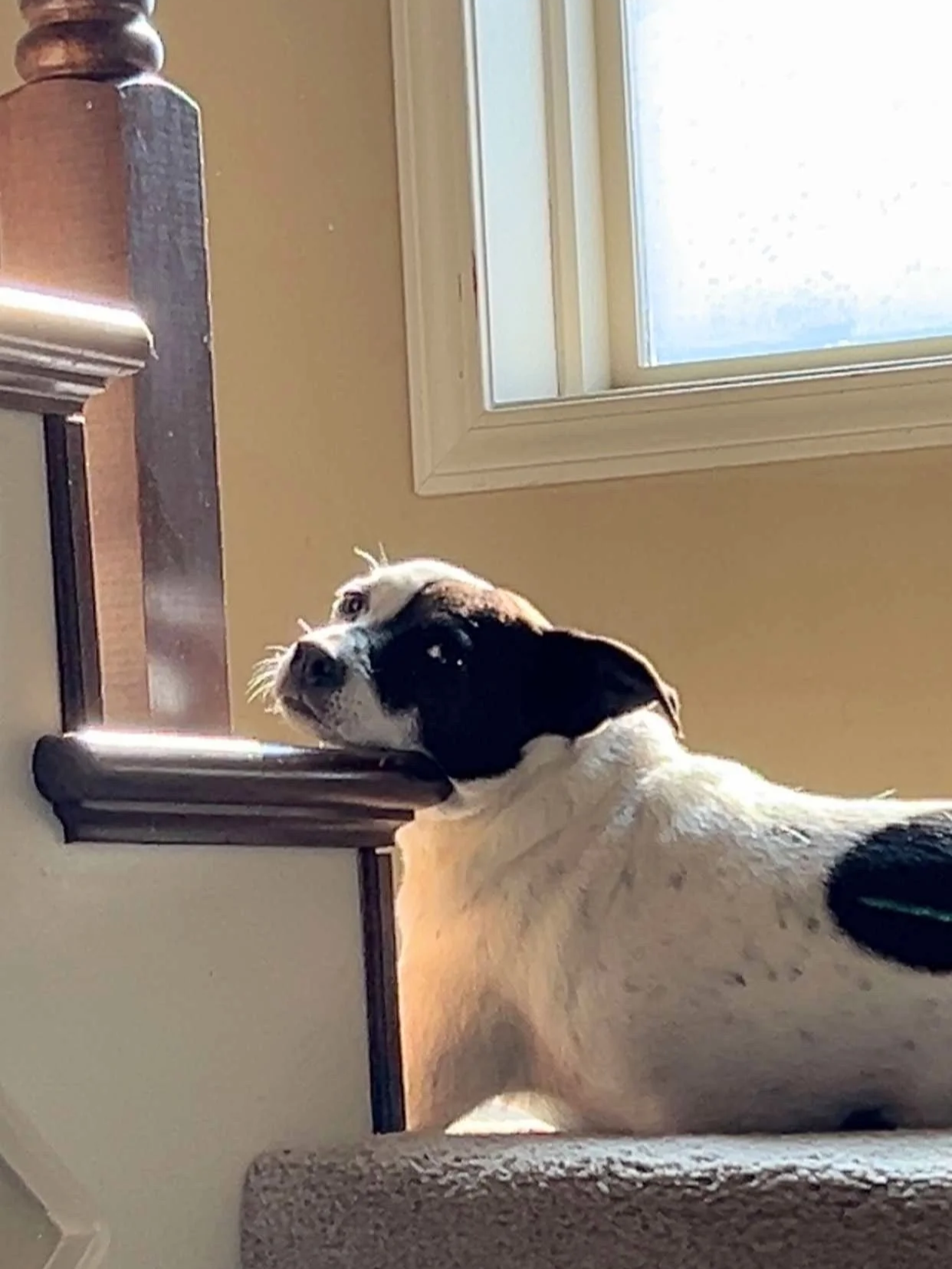 Stella