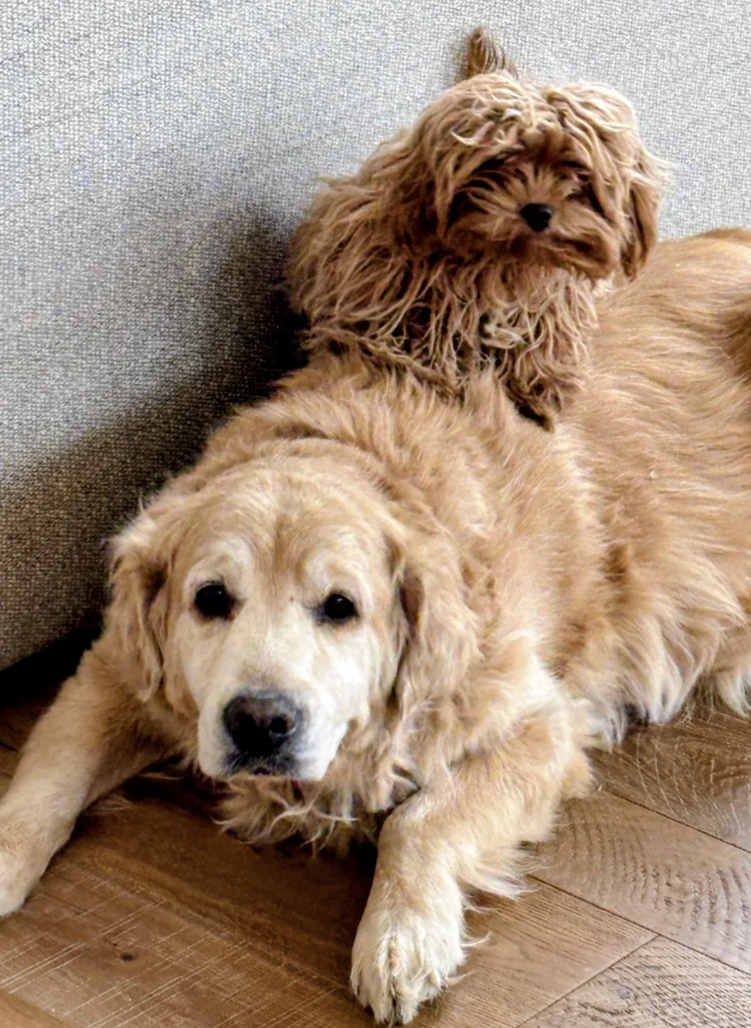 Moose & Maple