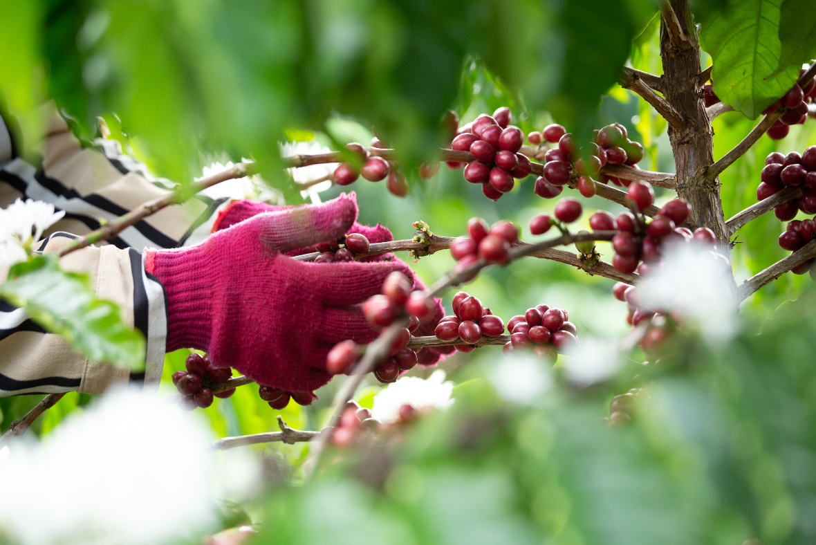 Handbook For Sustainable Coffee Production in Malawi