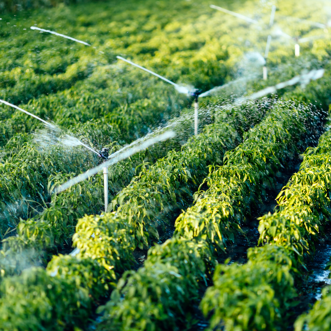 Moja Academy Launches the Introductory Agronomy for Agri-Enterprises Certificate