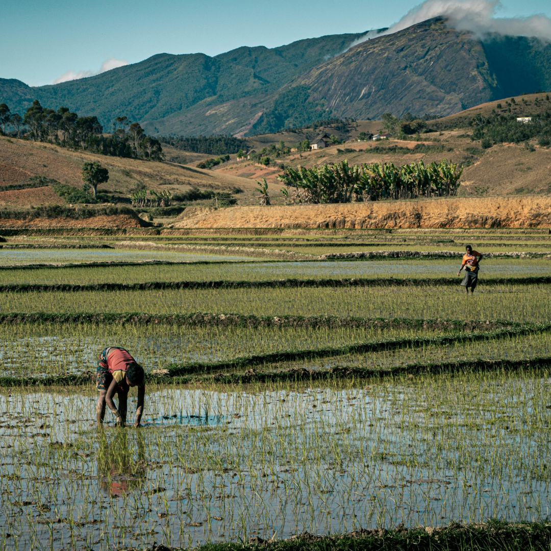Kupanga Mpunga - Buku Losavuta