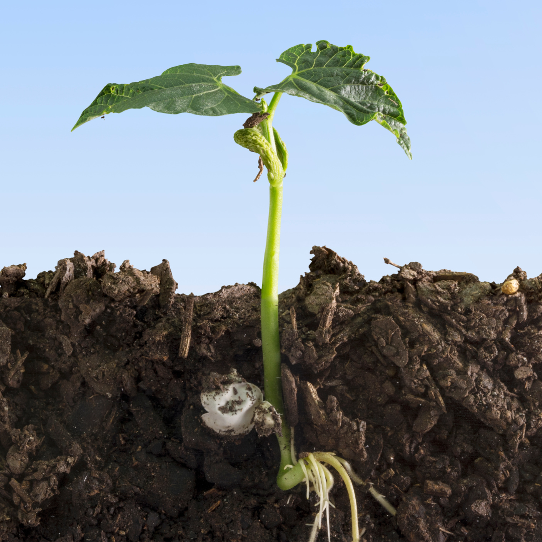 Module 4 – Integrated Disease &amp; Pest Management for High-Value Crops