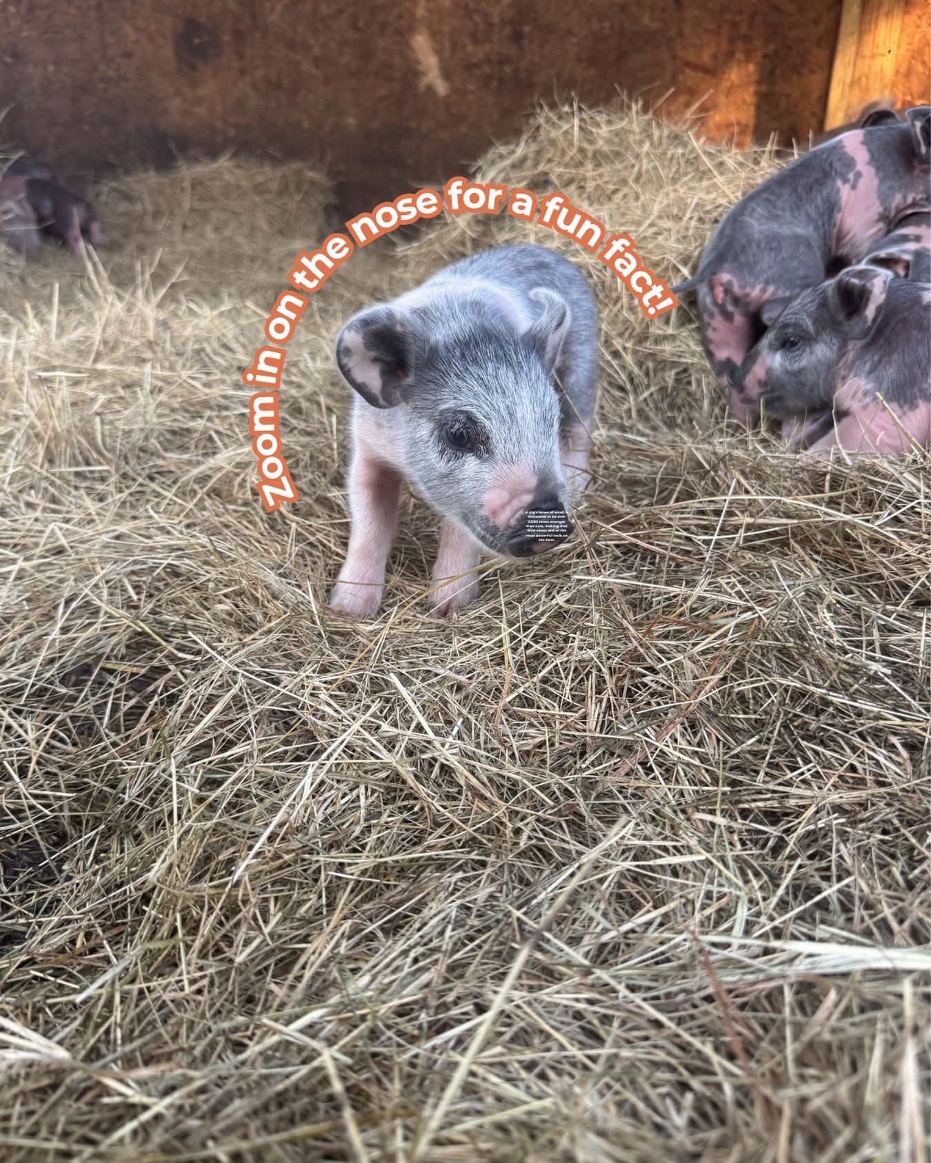 Bruno and I didn&rsquo;t know much about pigs before we started the farm and for sure we were not aware of how powerful 🐽 are!

Remember one easy way to support your local farmers (US!) is to like, share and comment out content🧑🏻&zwj;🌾👩🏻&zwj;🌾