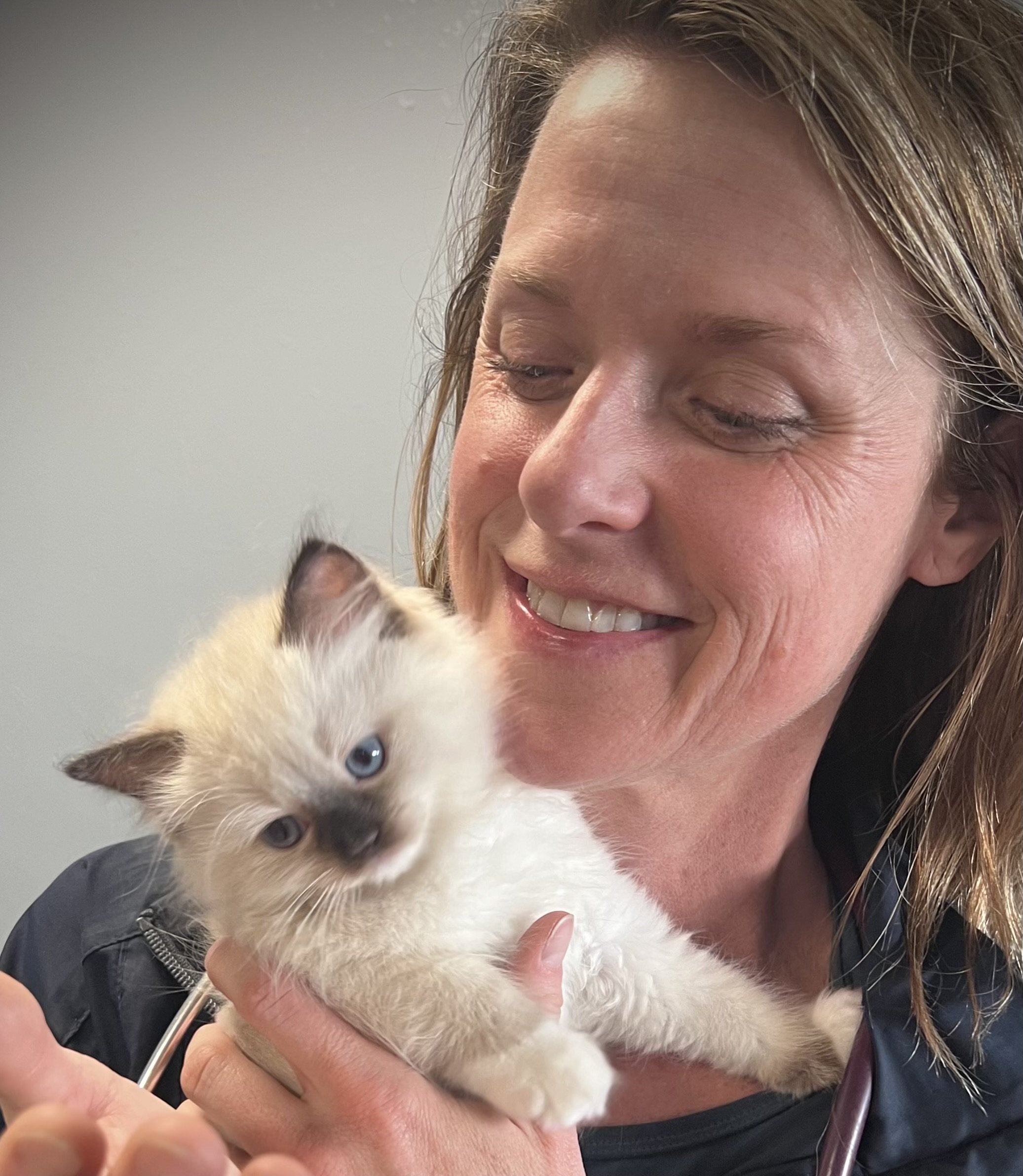 Veterinarian holding a kitten during a home visit house call